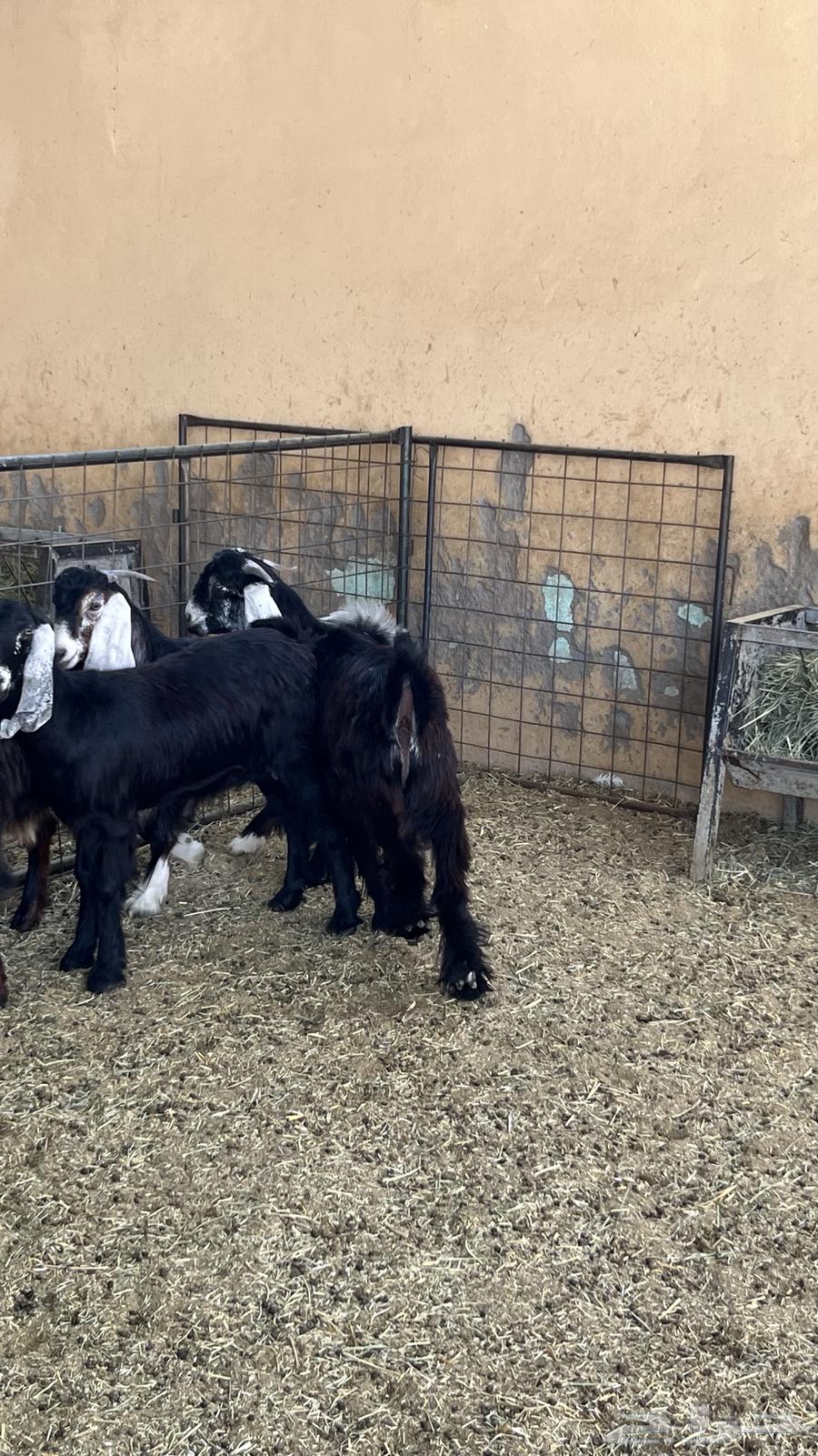 Tious Mkhasi64465814940418113