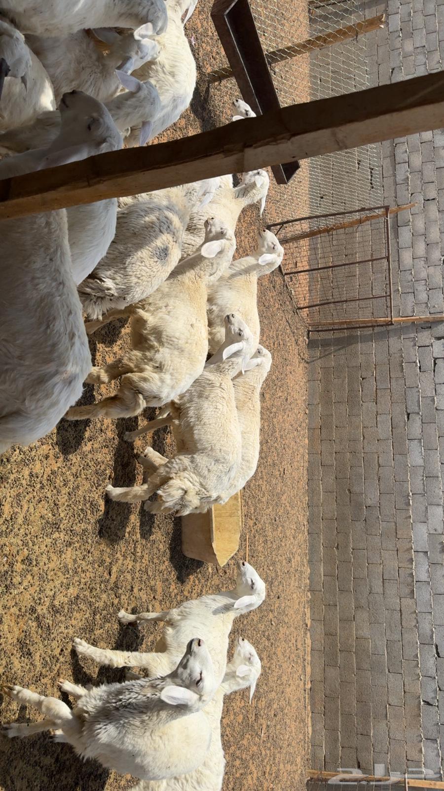 Hirafa64469711604227110