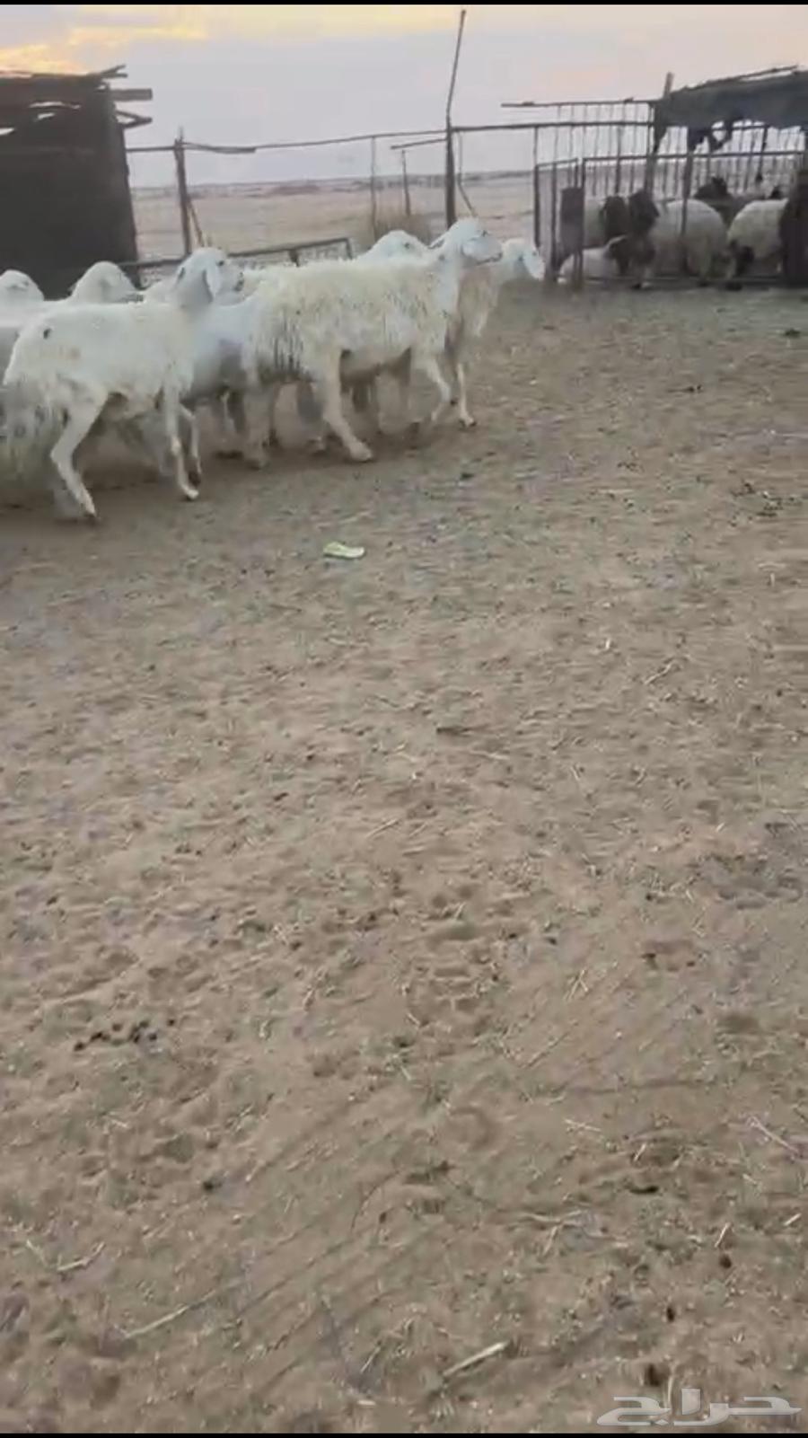 تم البيع64470704192642112