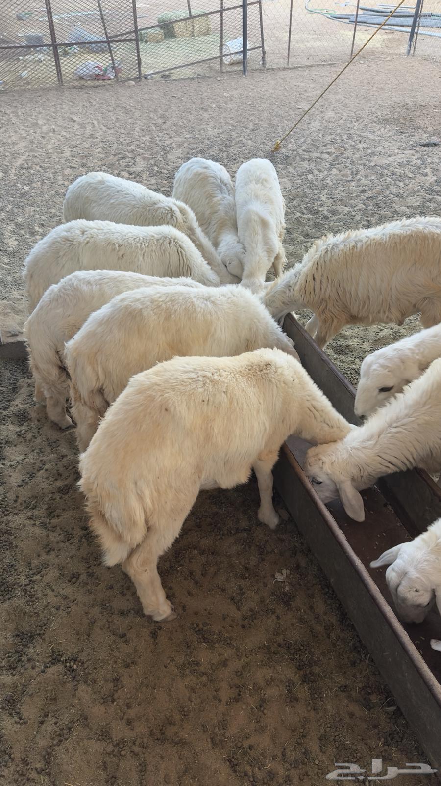 Dhabaeh64469711581569112