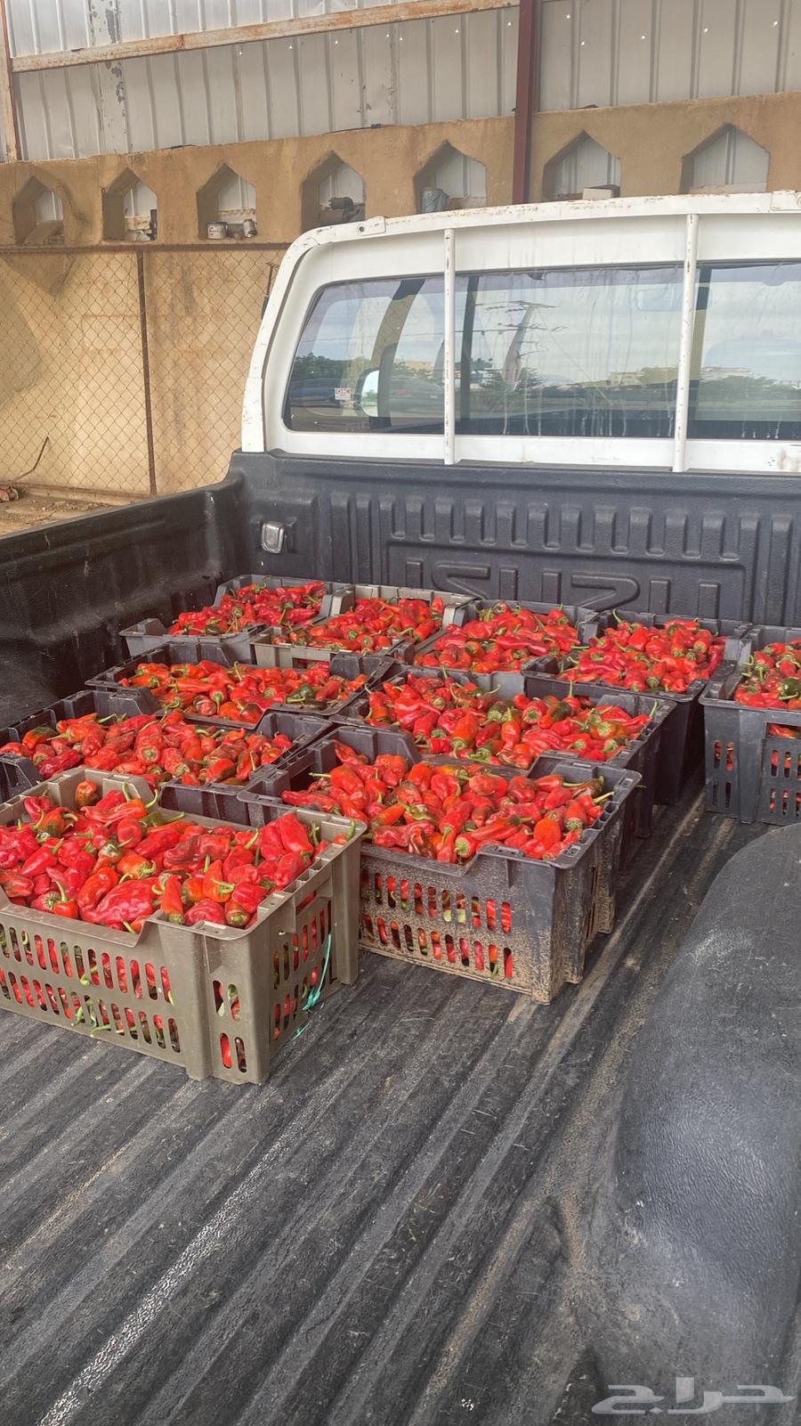 فلفل شقرا حبحر بلدي   قطف يومي64465240398851114