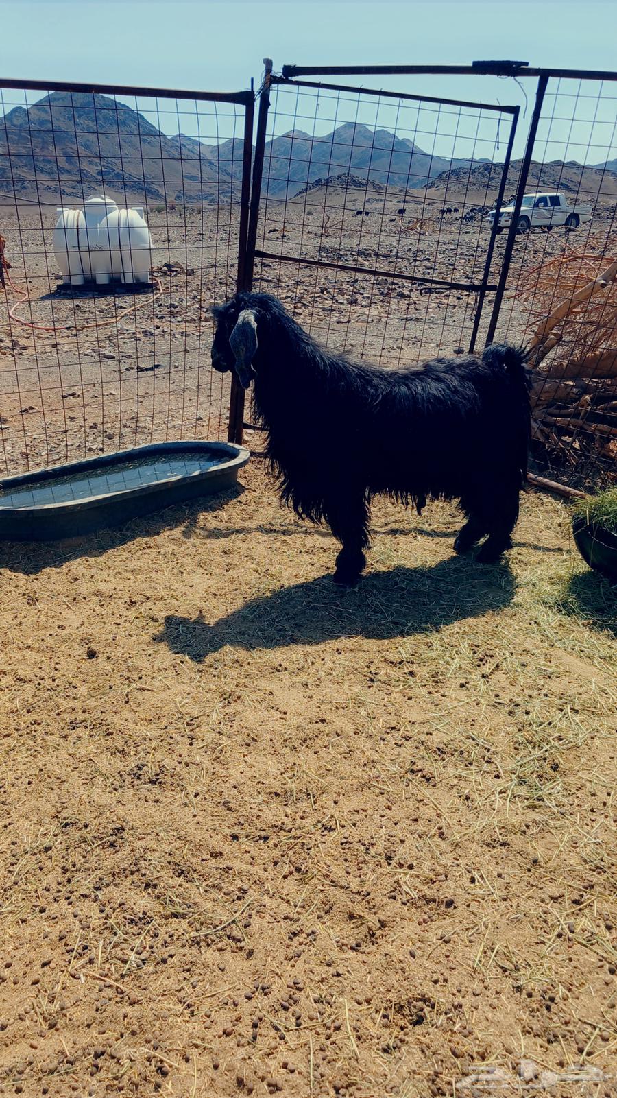 اللبيع تيس فحل64471006804353112