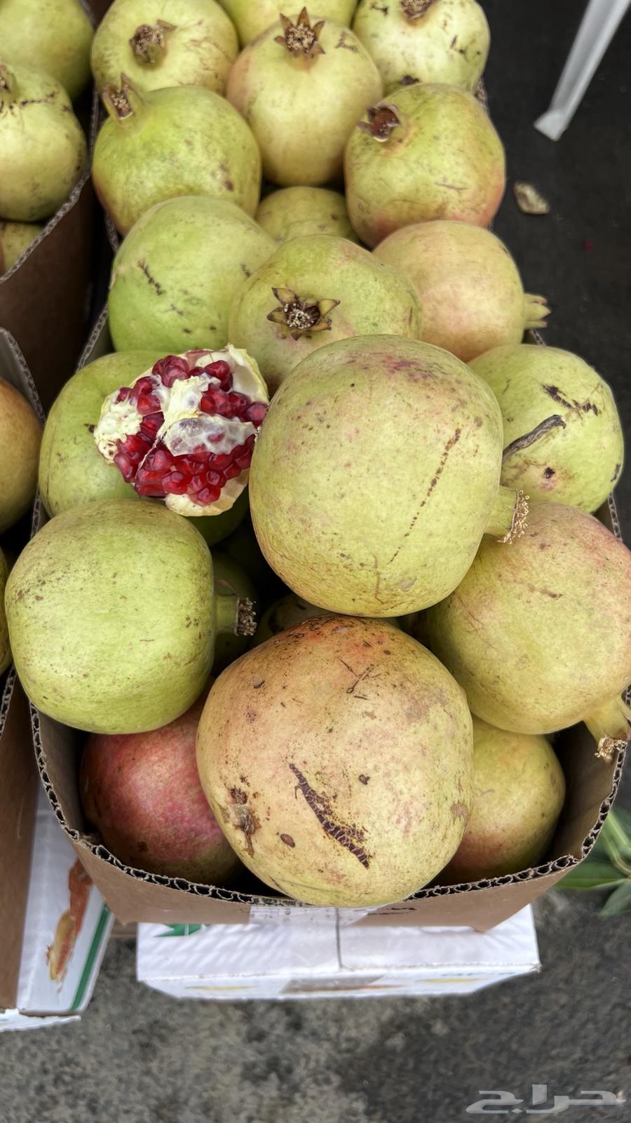 Baha's Pomegranate64466989413634111