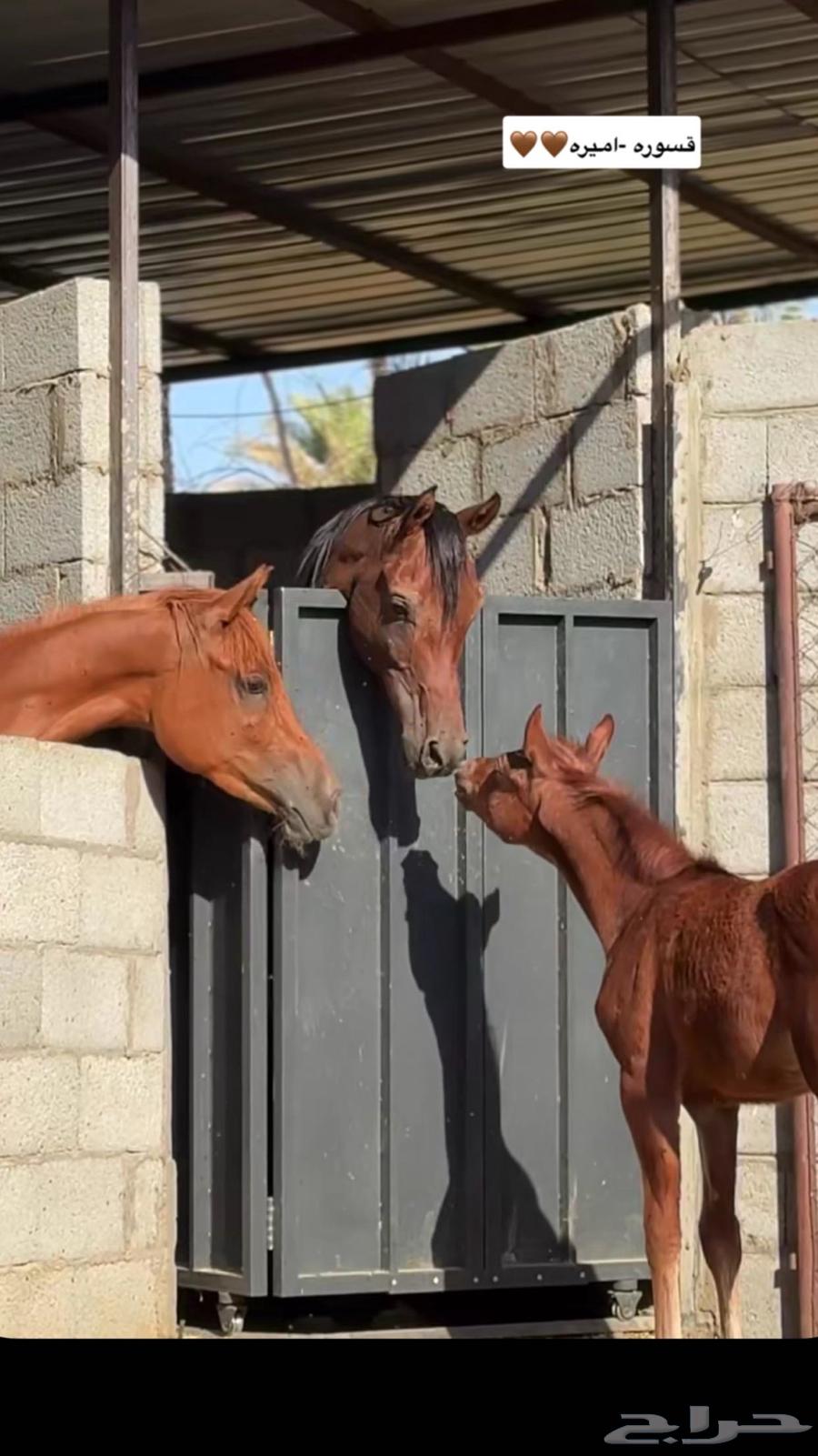 للبيع مهره شعبيه الاب واهو64464534924674113