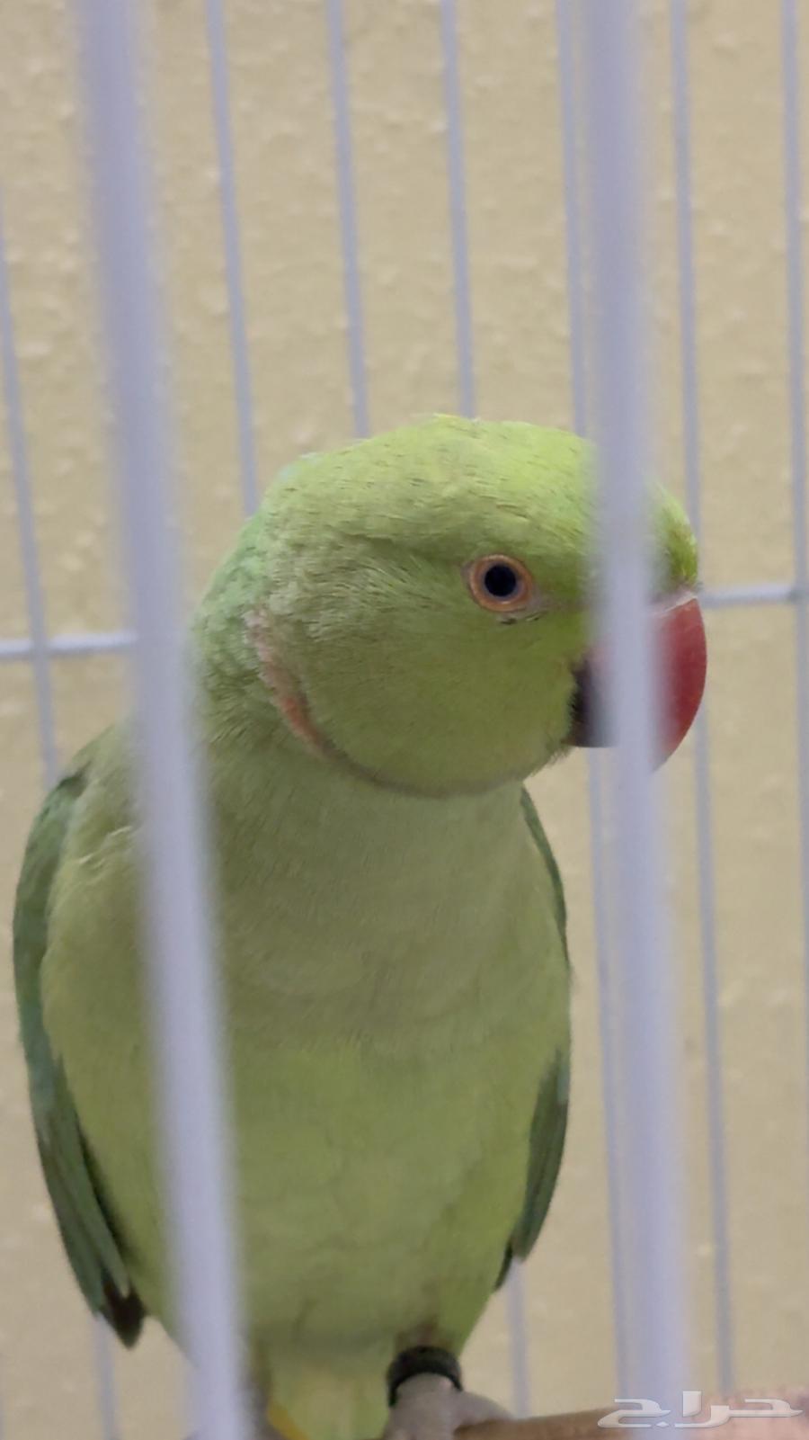 تم البيع الله يبارك للمشتري64465367477251111