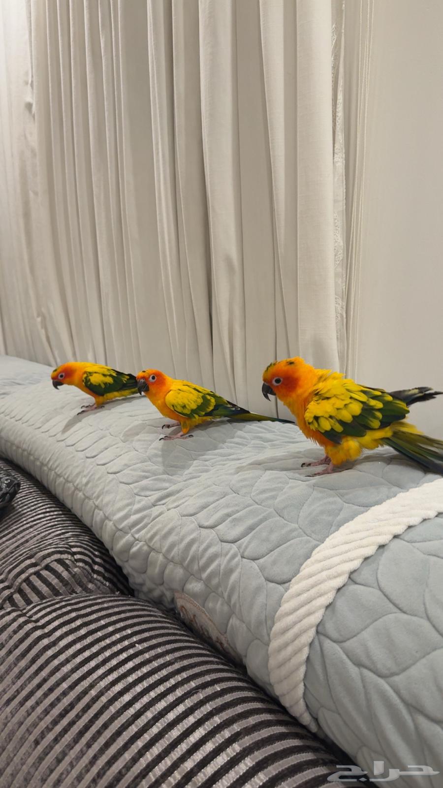 3 Male Sun Conures, One and a Half Years Old, Hand-Feeding with Certificates64467059544963110