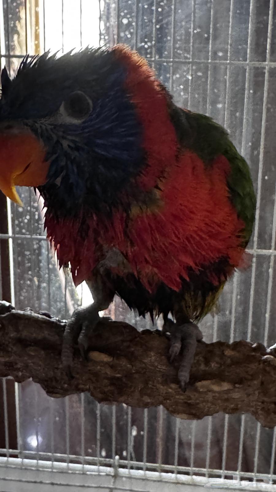 طير لوري اليف64470621374467110