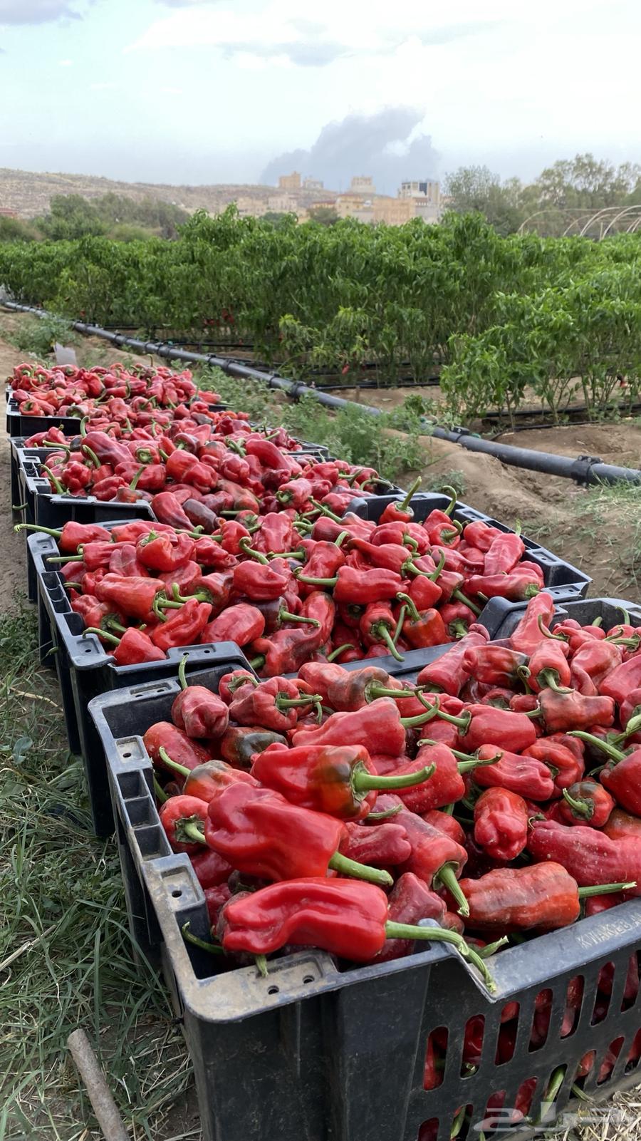 فلفل شقرا حبحر بلدي   قطف يومي64465240398851112