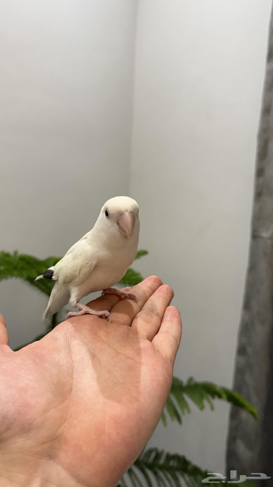 روز اليييف جدا64470580025603112