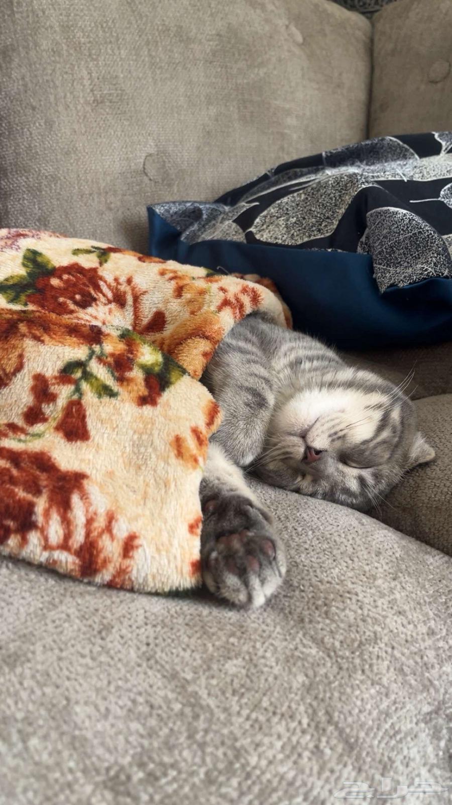 قط سكوتش فولد للبيع64469028157697110