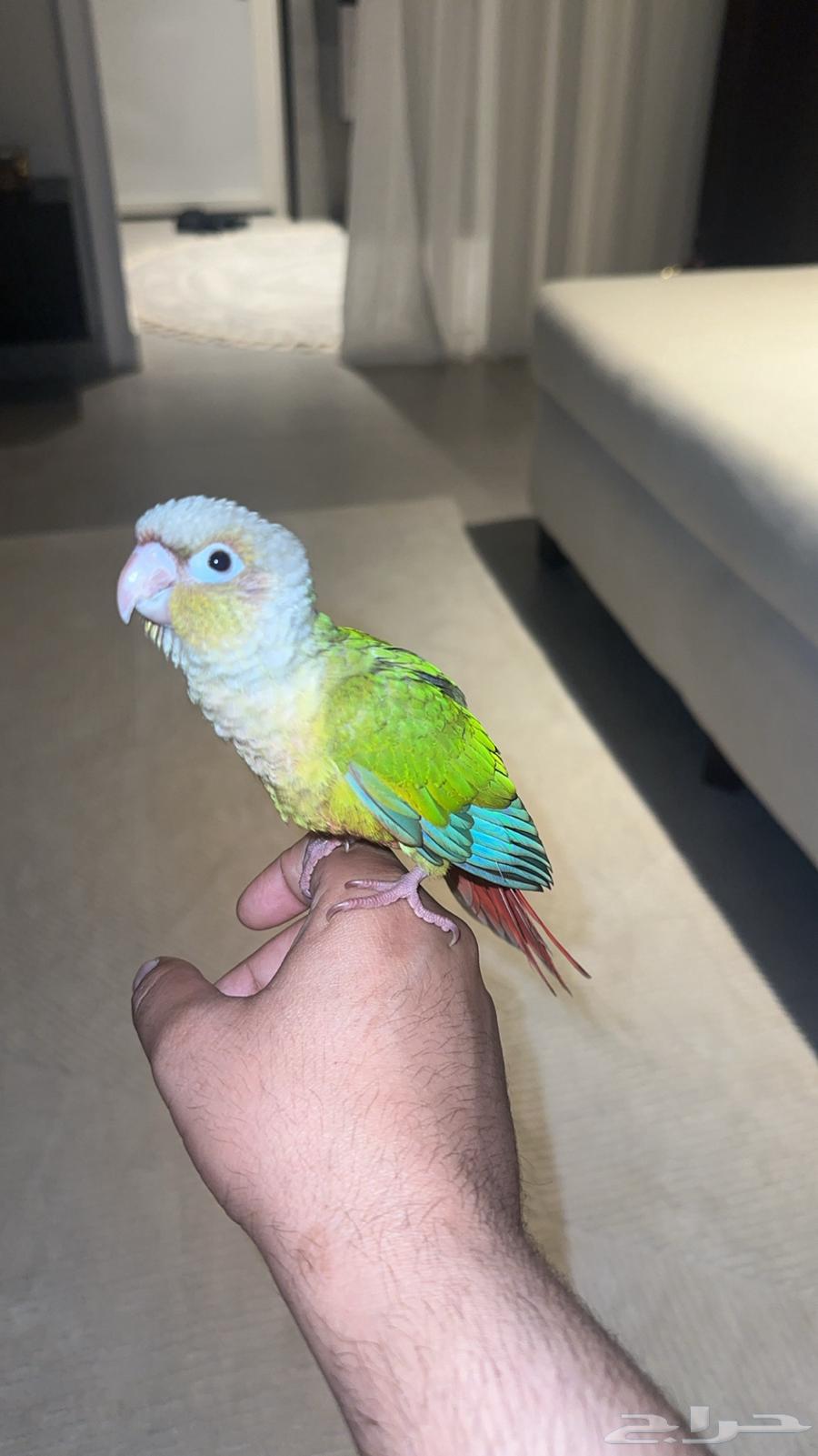 Farakh Keniour64468594960001110