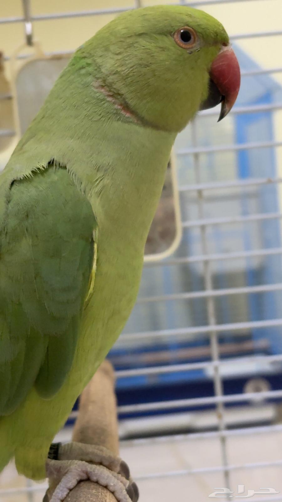 تم البيع الله يبارك للمشتري64465367477251110