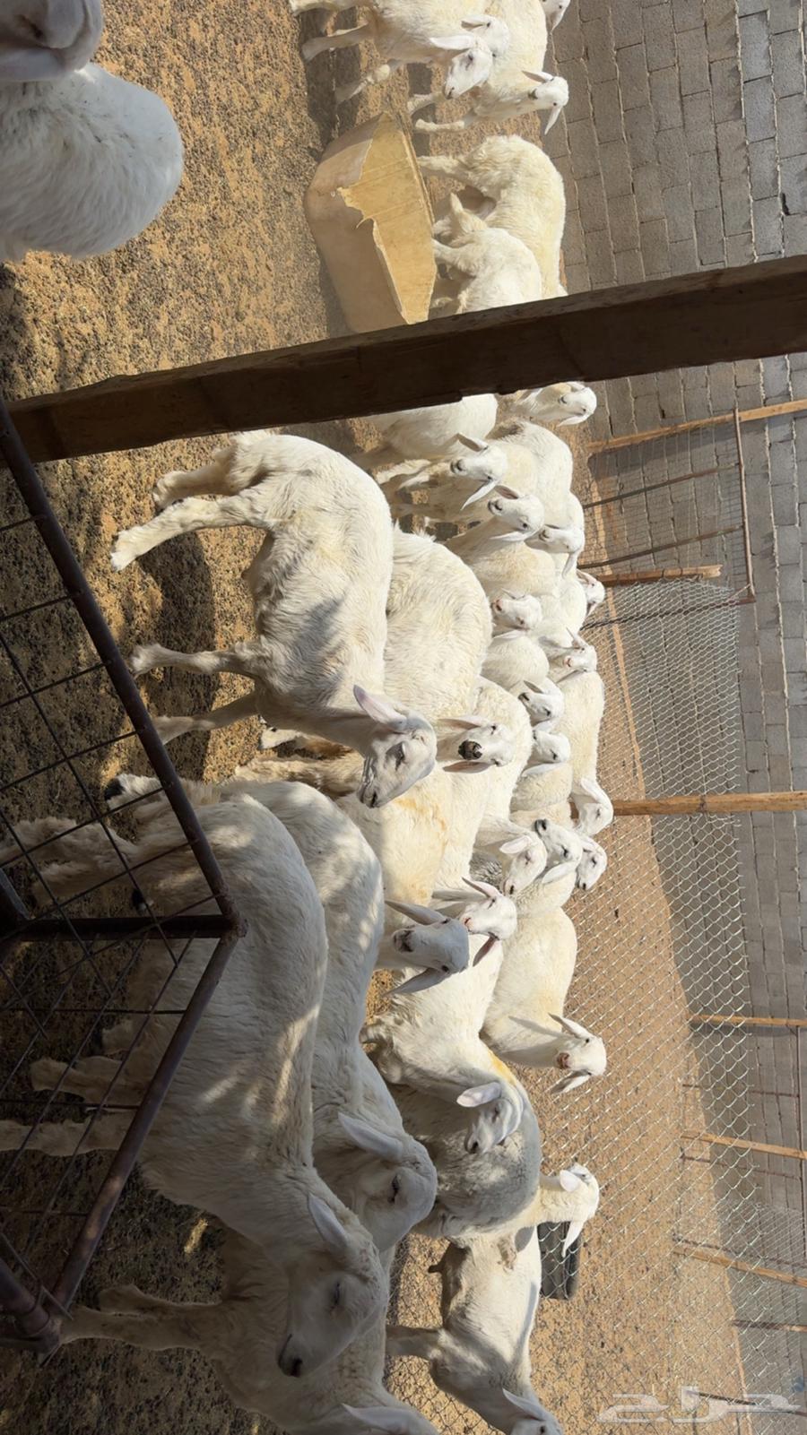 Hirafa64469711604227112