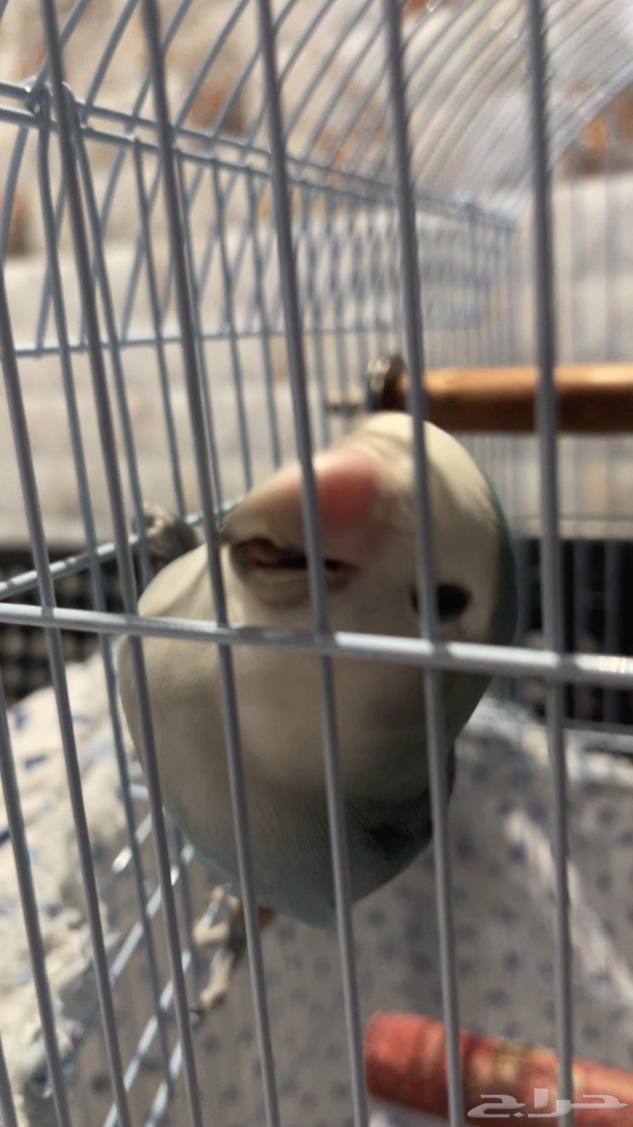 Bird for sale, age one year and two months, good health, includes cage and food64470045971202110