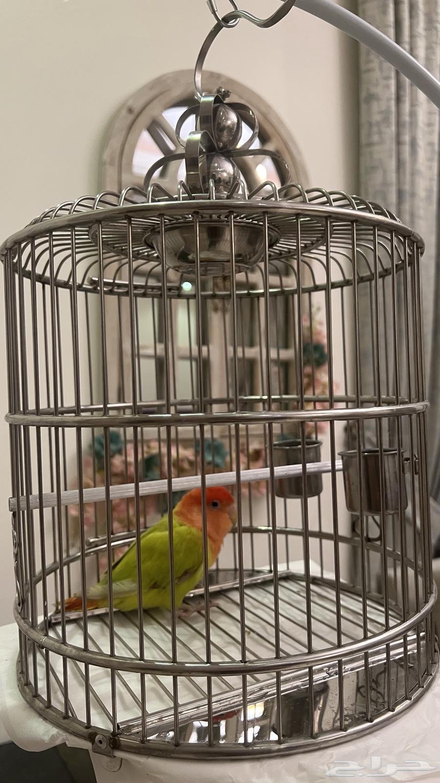 Bird of the day64470073070337110