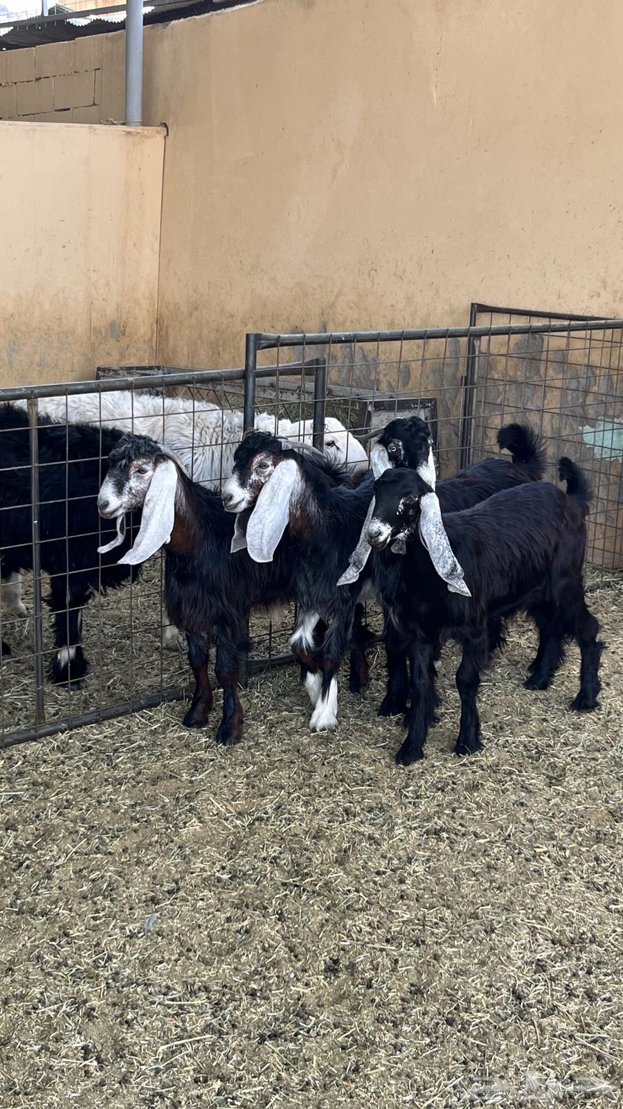 Tious Mkhasi64465814940418112