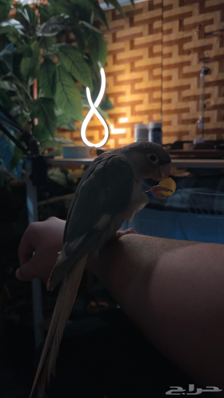 Cinnamom Monk Parrot, Talking and Very Tame - For Sale64469181192322113