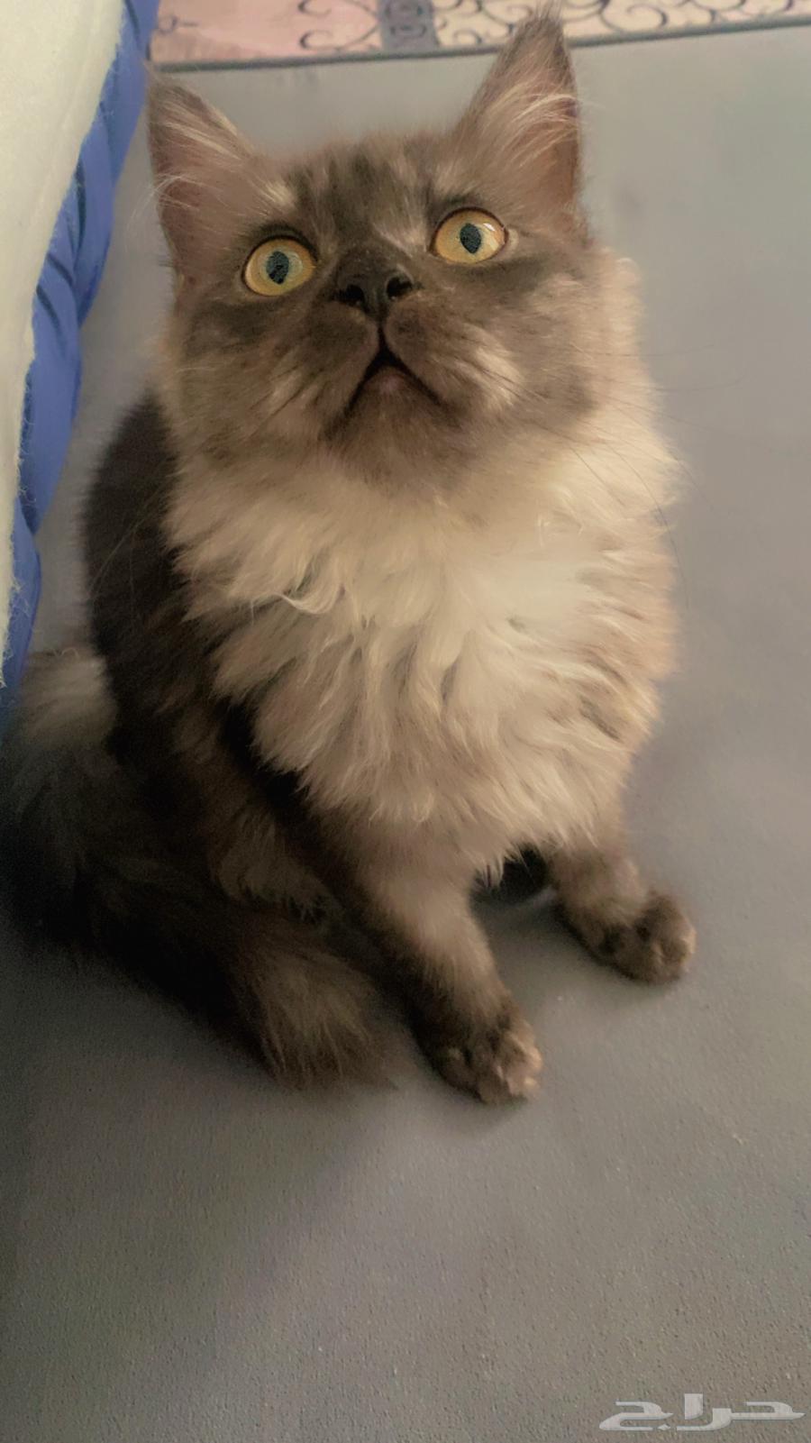 قط شيرازي للبيع ب 30064466067124865110