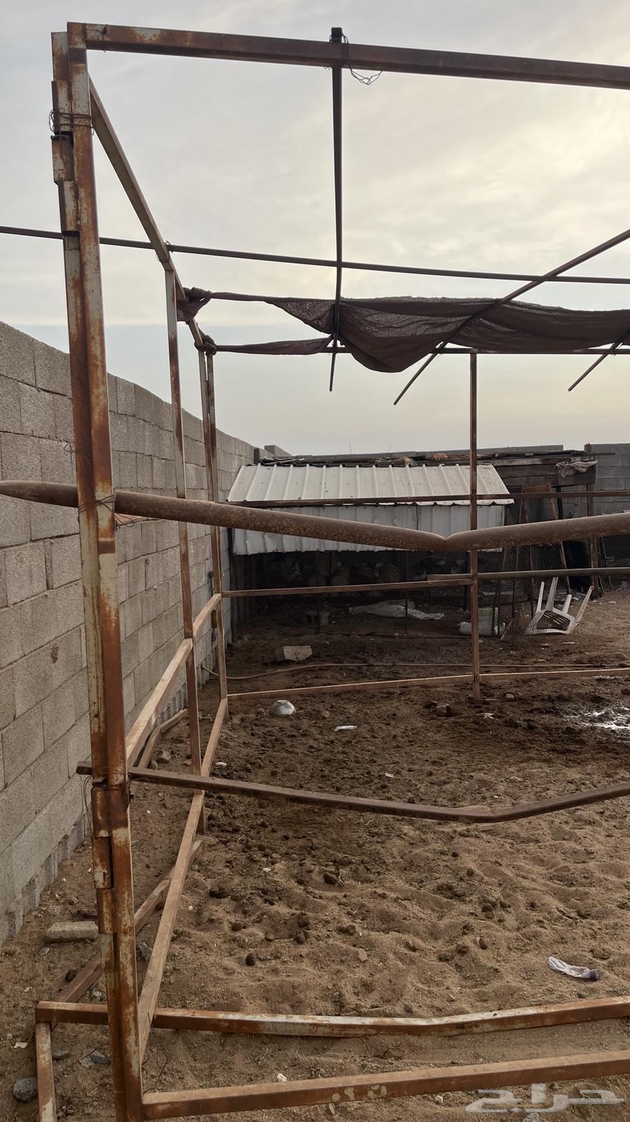 Horse display frame64468650407425113