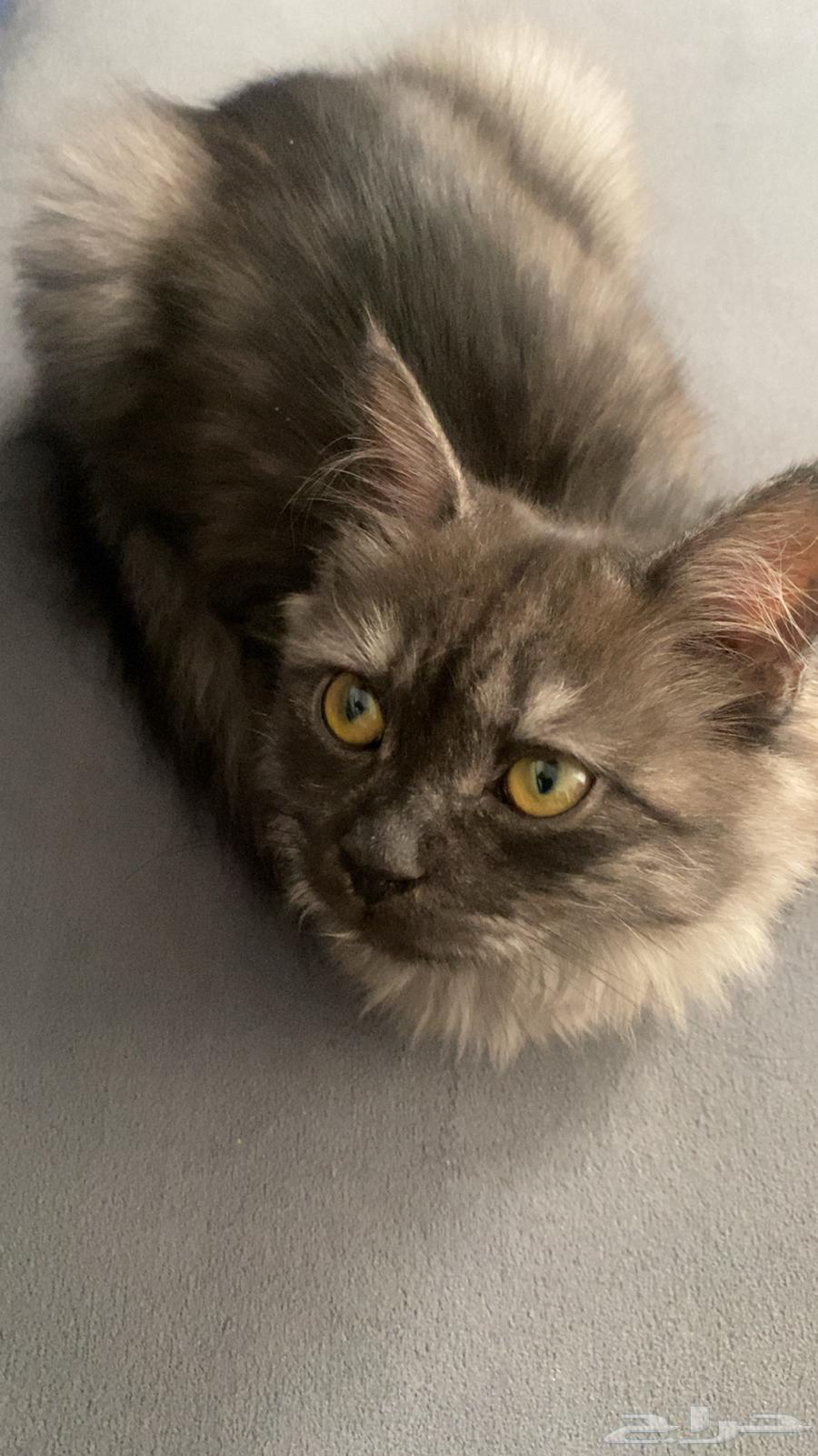 قط شيرازي للبيع ب 30064466067124865111