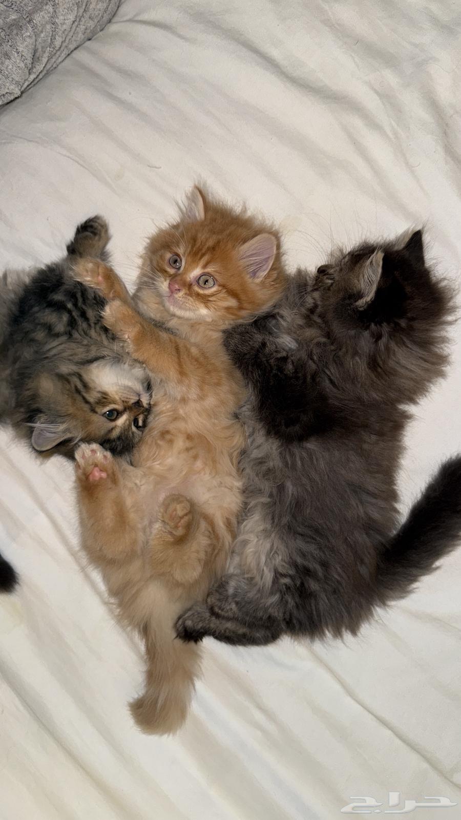 كيتنز للبيع64468245841026114