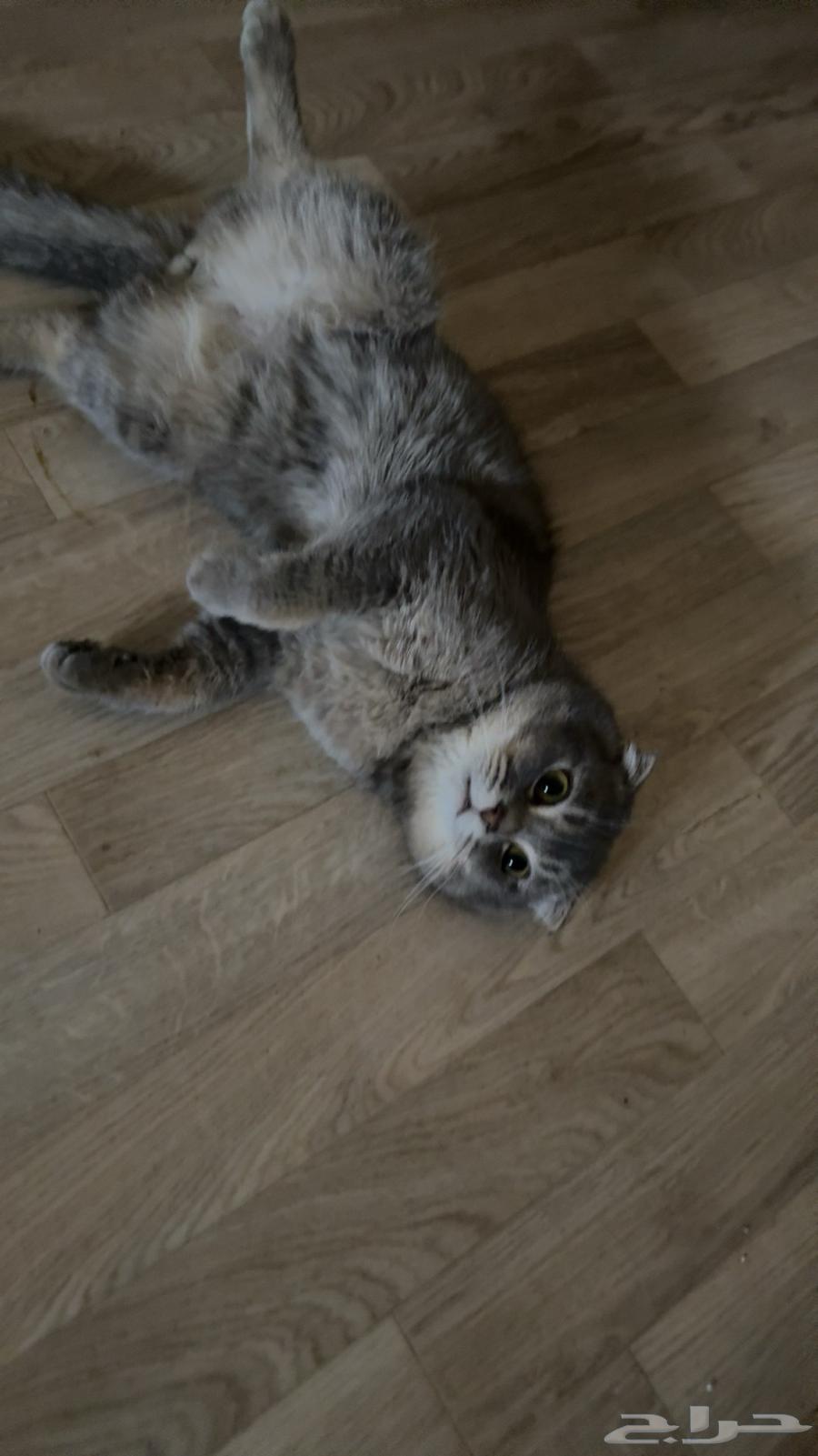 Sketch Cat for Sale64470168843267112