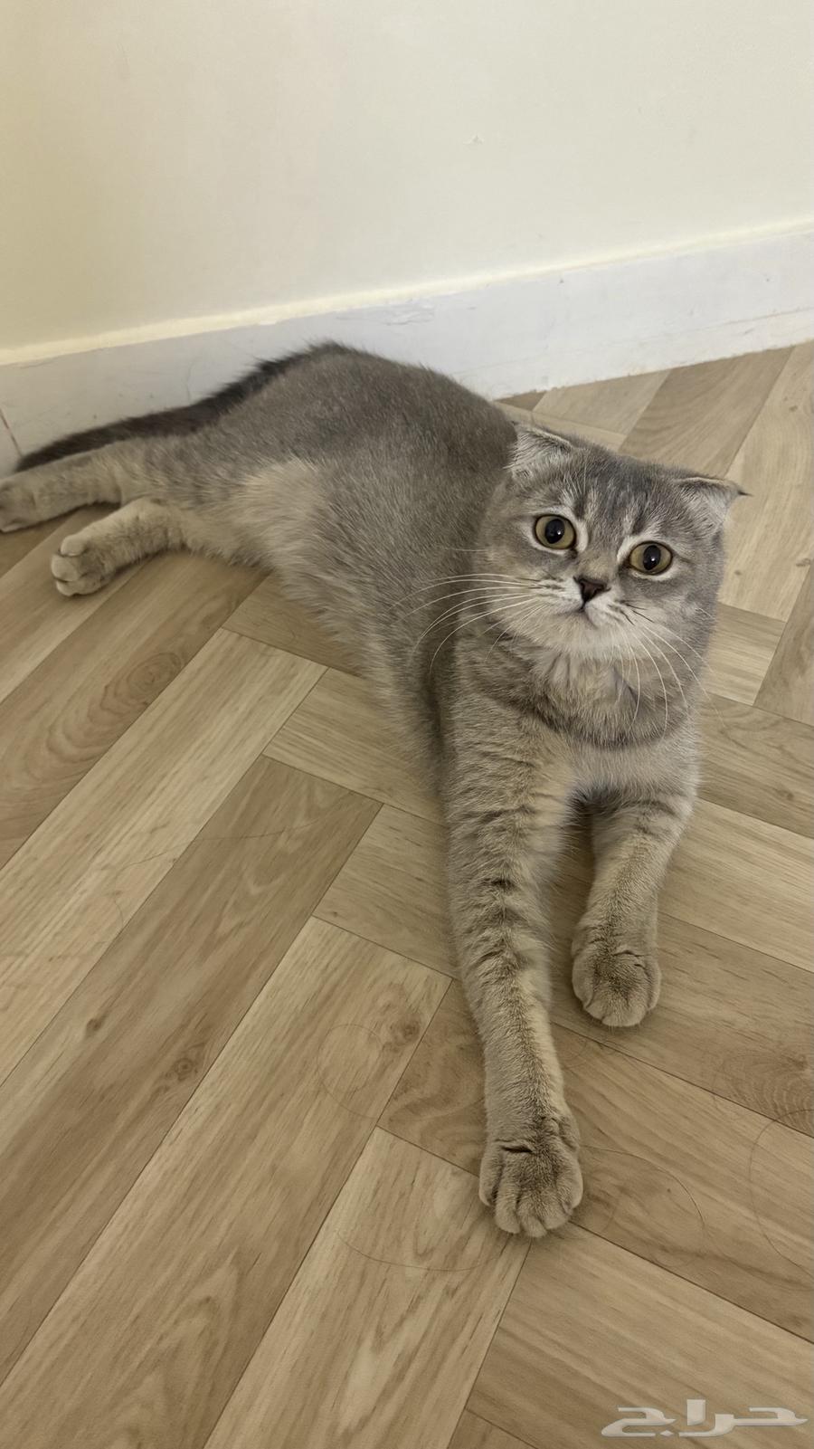 للبيع سكوتش فولد بريتش أنثى64465647111938111