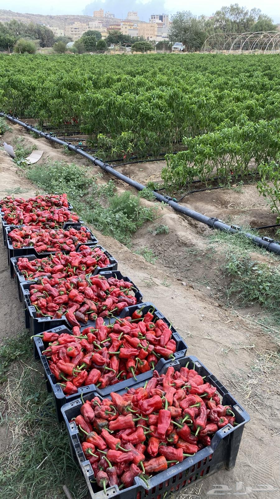 فلفل شقرا حبحر بلدي   قطف يومي64465240398851113