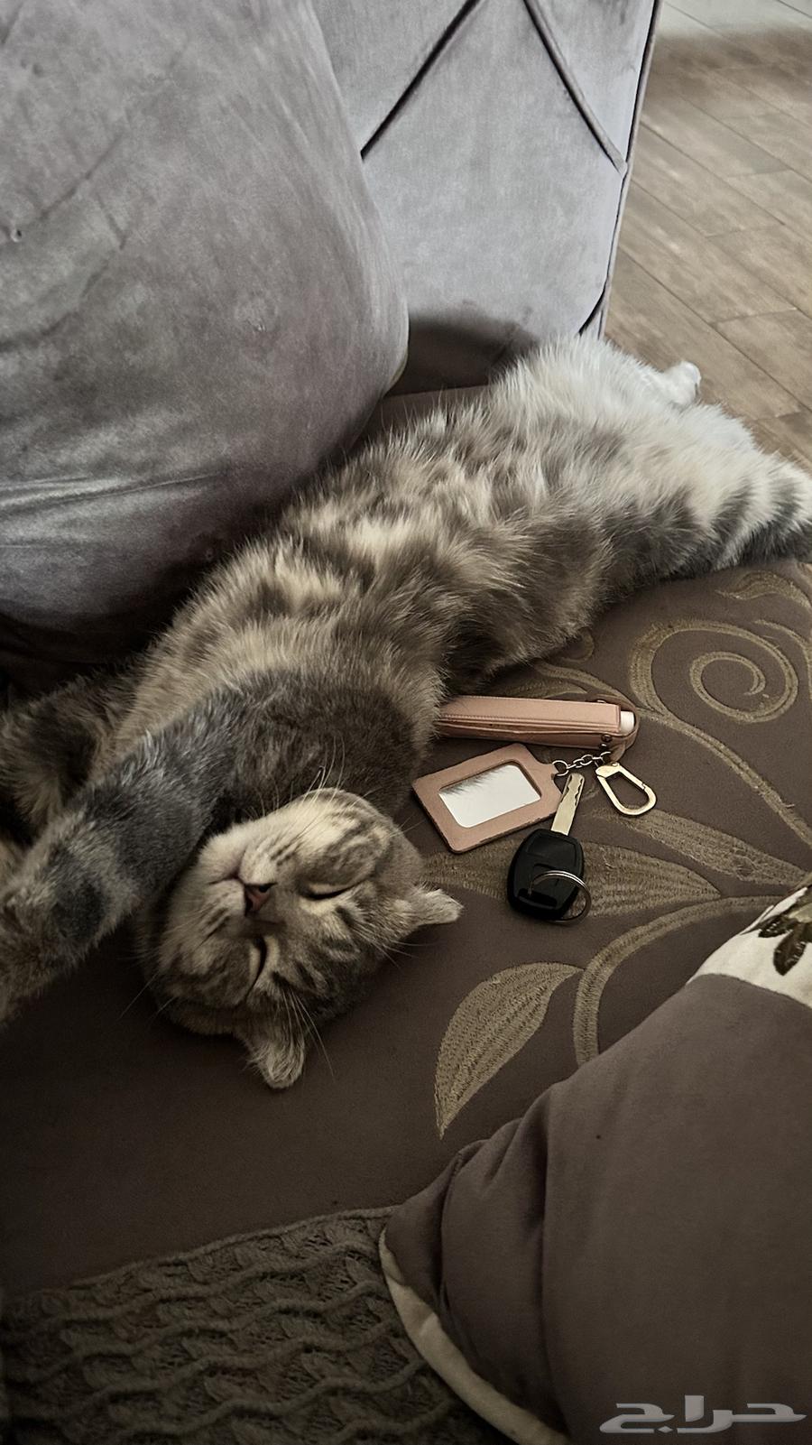 قط سكوتش فولد للبيع64469028157697113