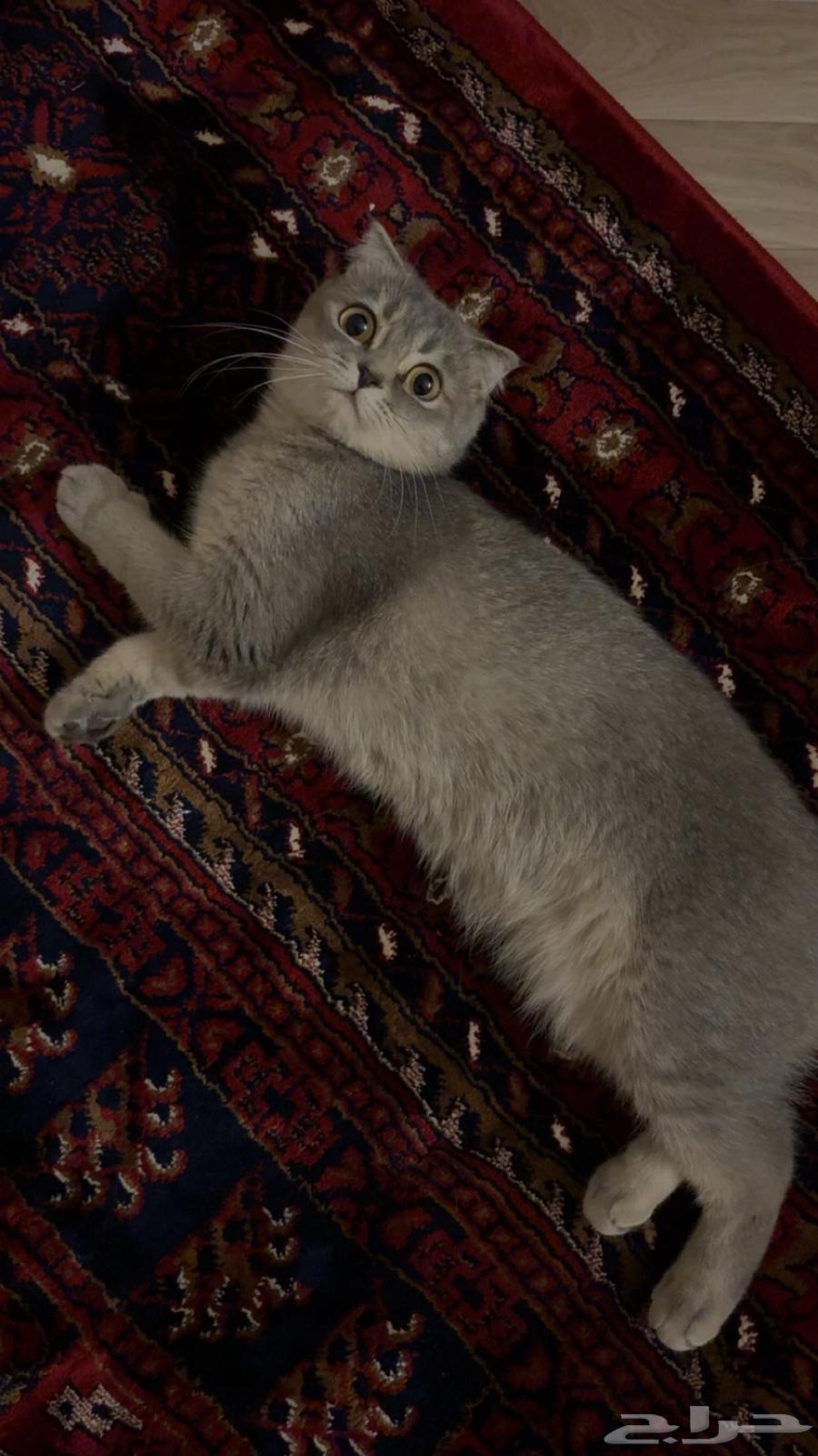 للبيع سكوتش فولد بريتش أنثى64465647111938110