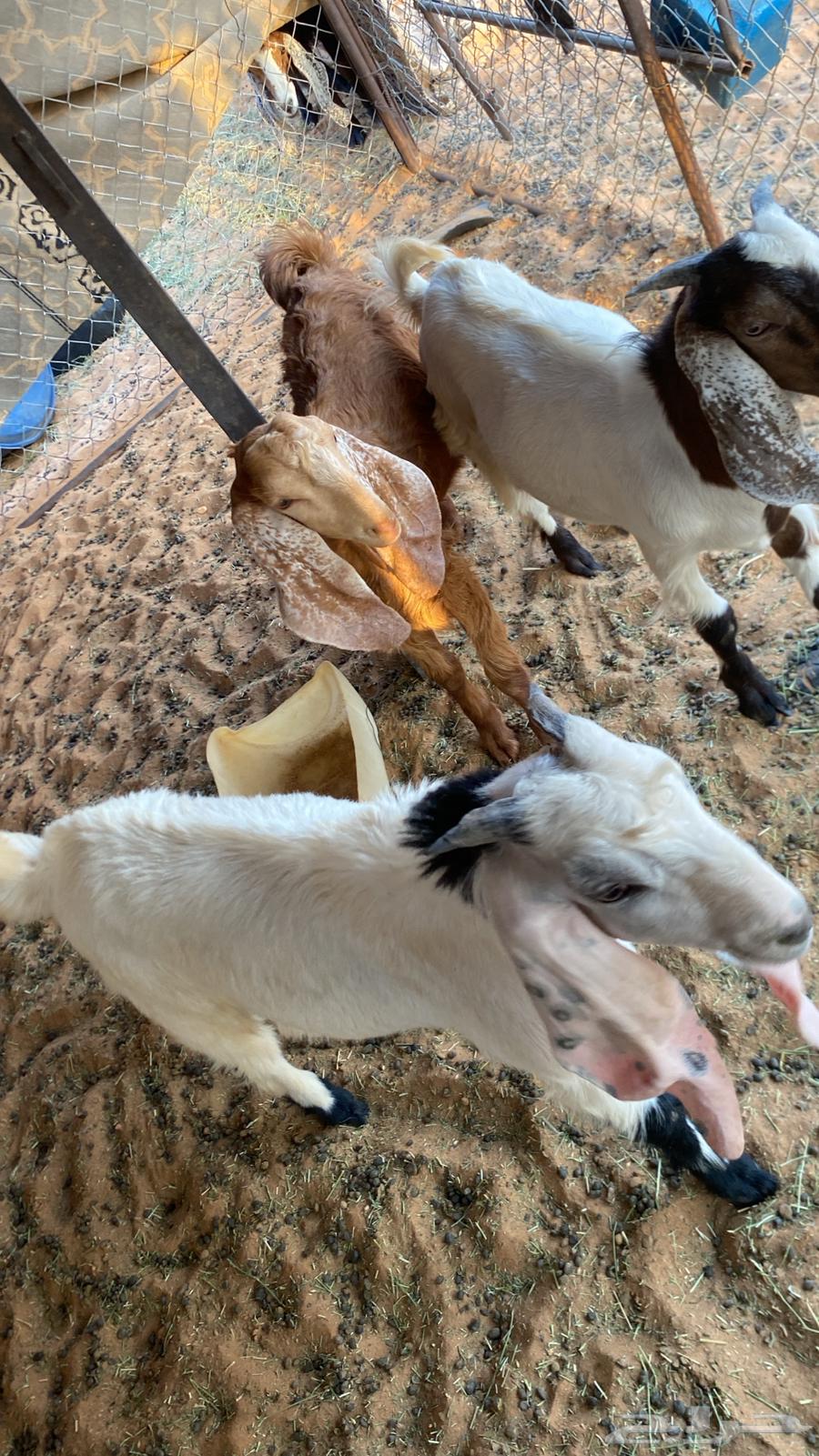 Tios64469028051970110