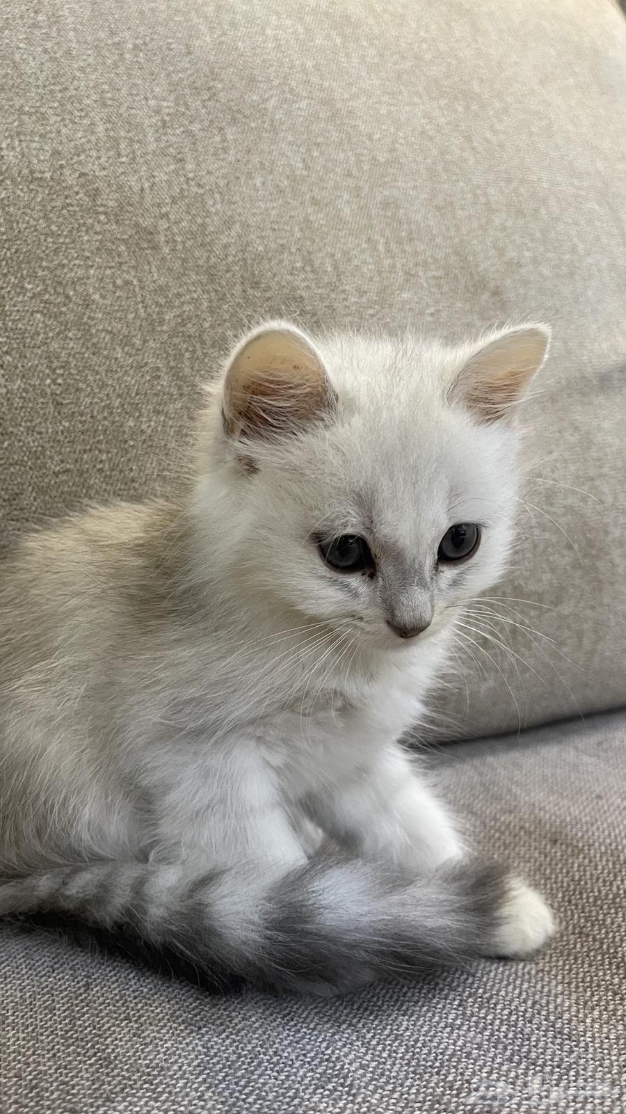 قطه للبيع على السوم64468722224513111