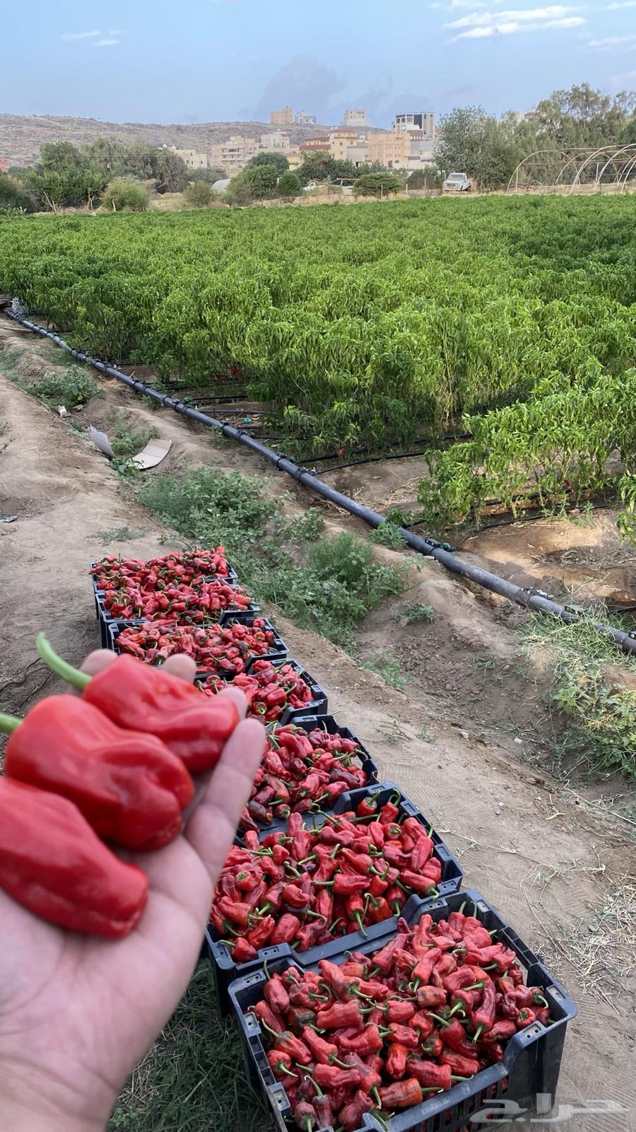 فلفل شقرا حبحر بلدي   قطف يومي64465240398851111