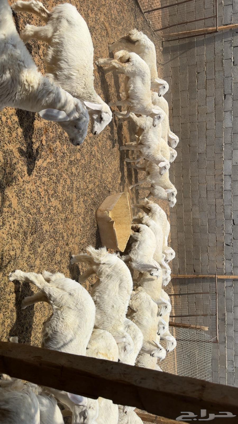 Hirafa64469711604227111