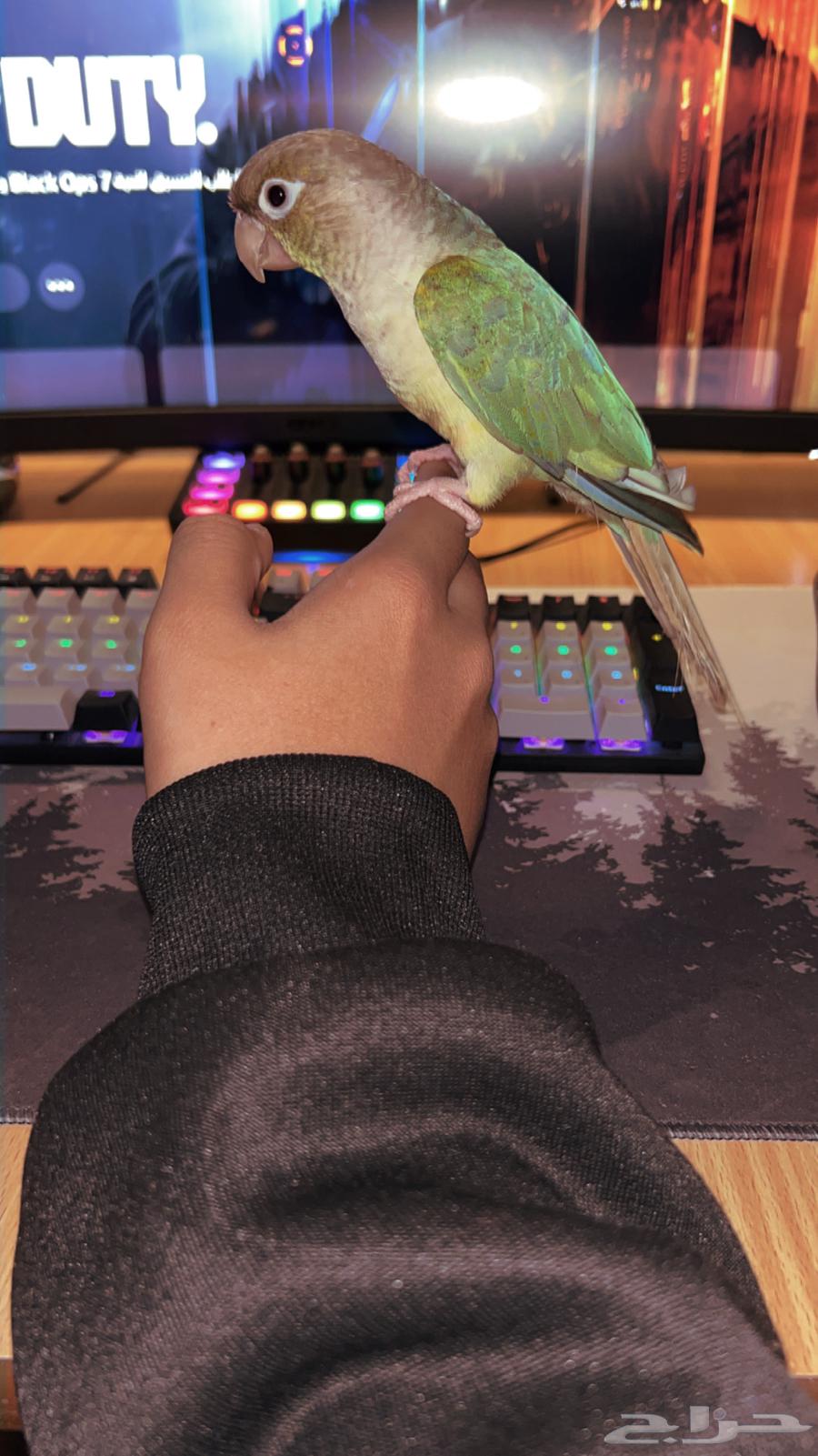 Cinnamom Monk Parrot, Talking and Very Tame - For Sale64469181192322114