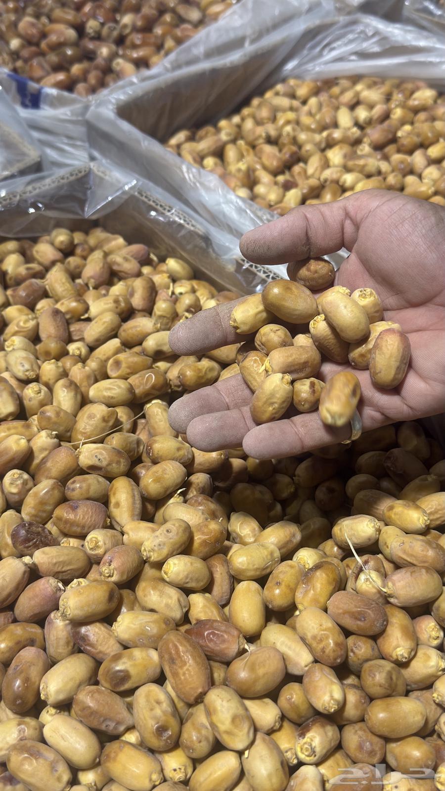 Mawakil Dates64470842211203110