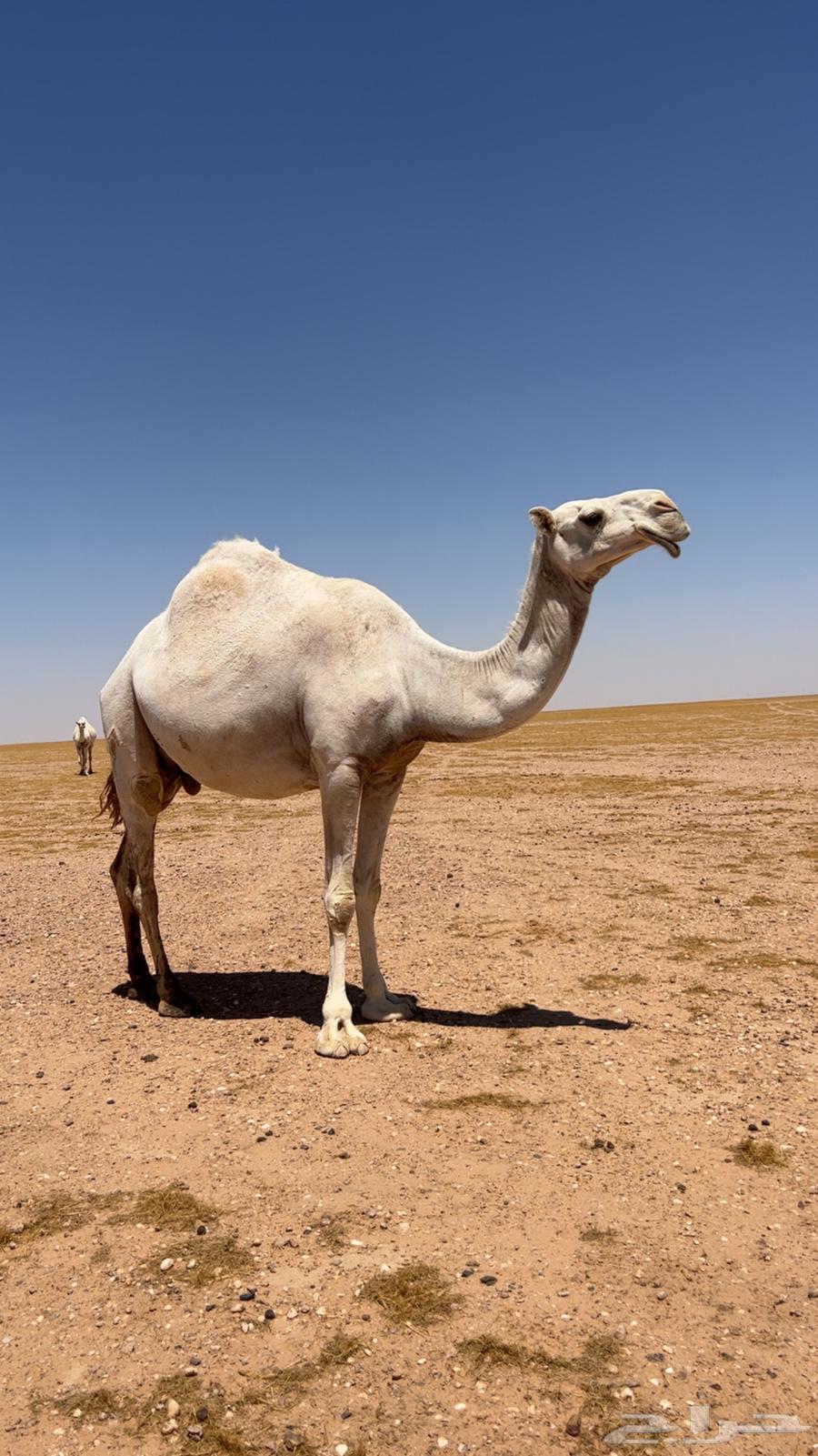 للبيع عشراء وضحاء تحتها بكره طيبه عمرها 6 شهور وفوق64467830278787111