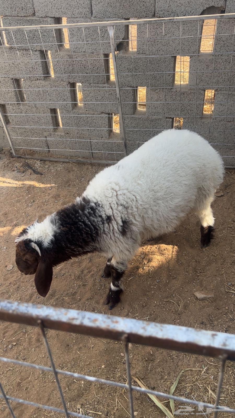 Nayami64467059606915111