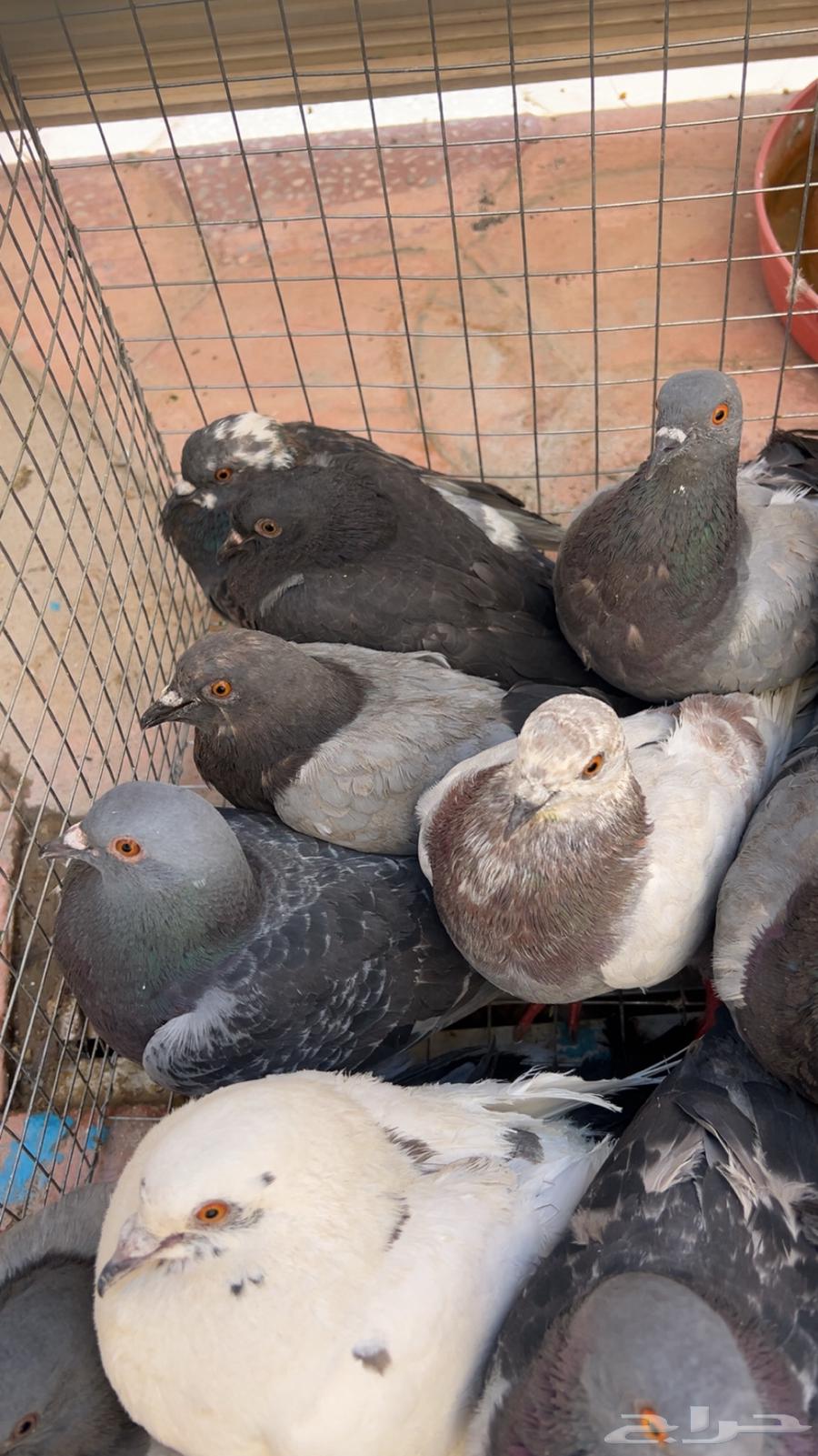 Pigeon Bath Pigeon Today's Design Is Very Cool64467913231233110