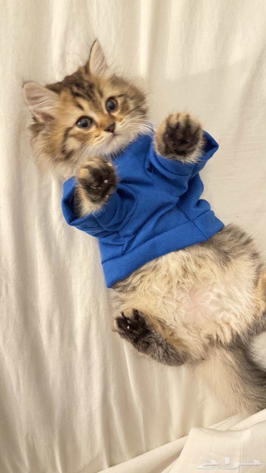 كيتنز للبيع64468245841026112