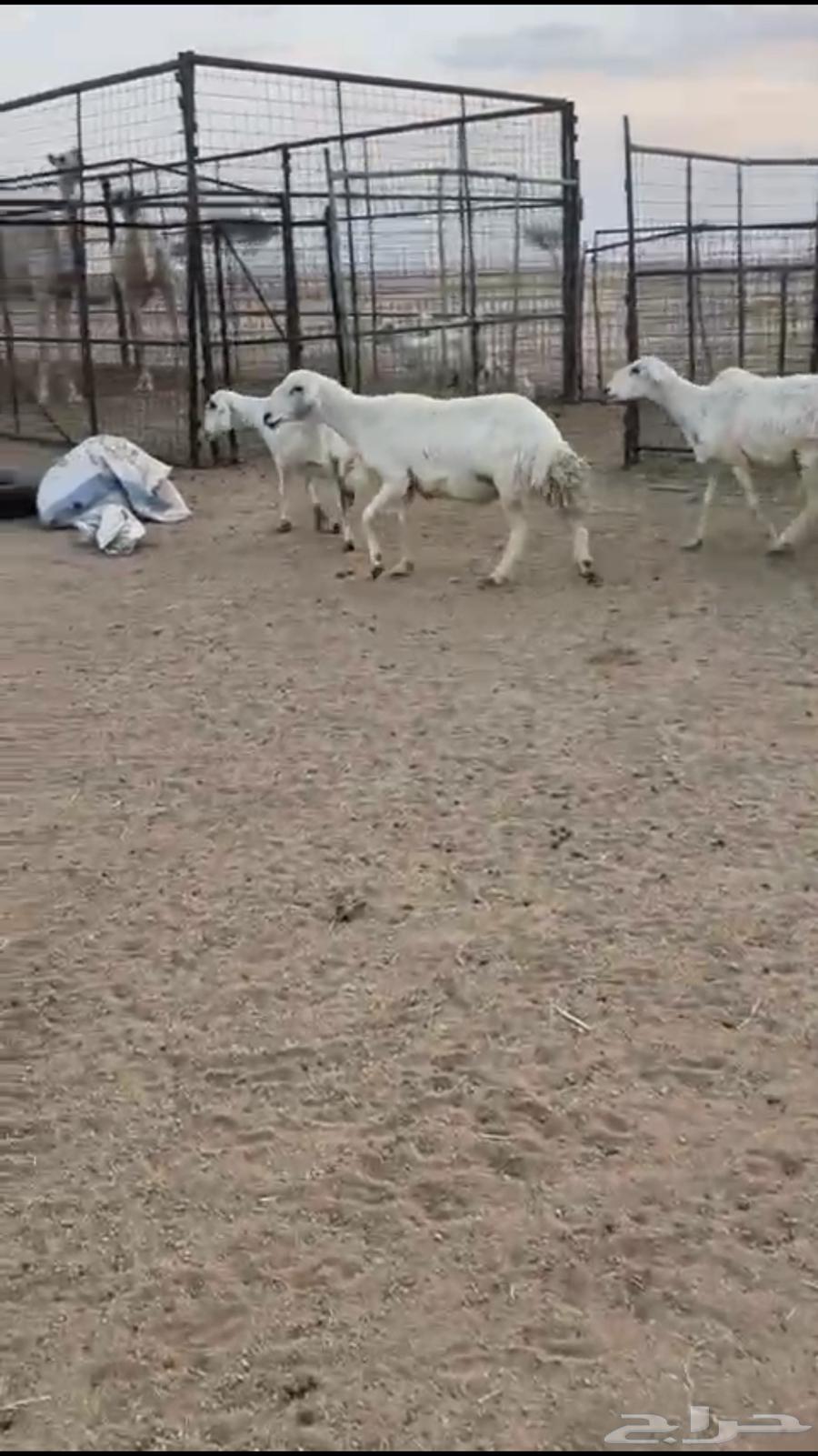 تم البيع64470704192642111