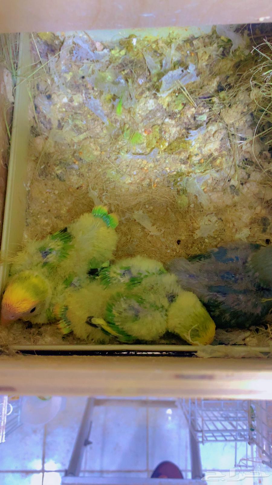 Rooster chicks, some of them known breed, new photos of chicks (Sold)64410391502849114