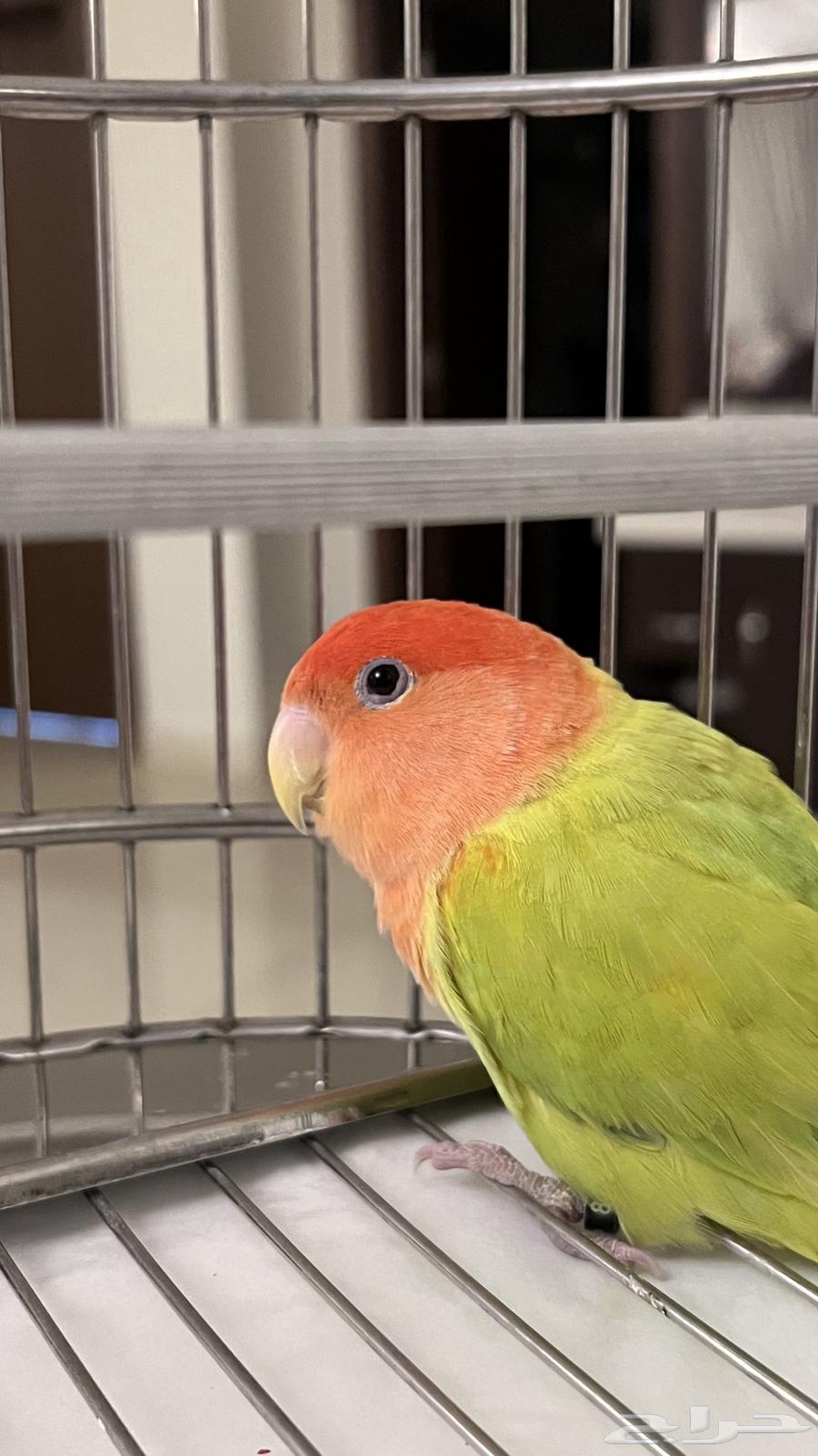 Bird of the day64470073070337111