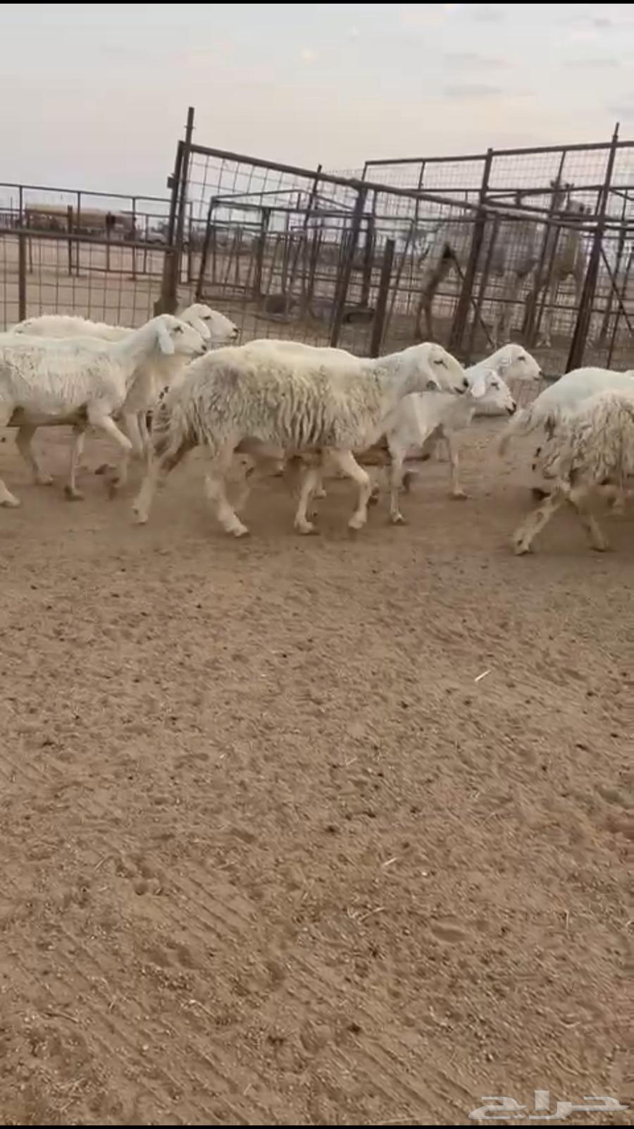 تم البيع64470704192642114