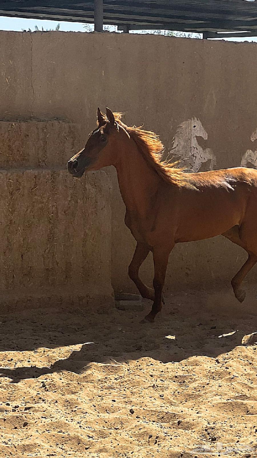 للبيع مهره شعبيه الاب واهو64464534924674112