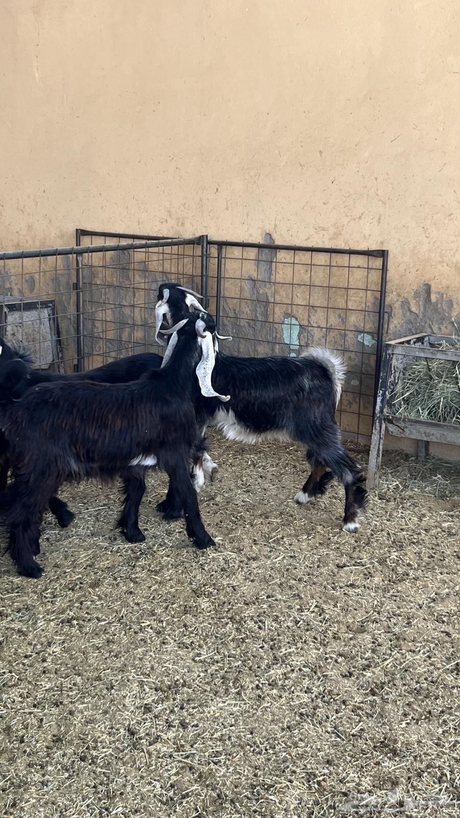 Tious Mkhasi64465814940418111