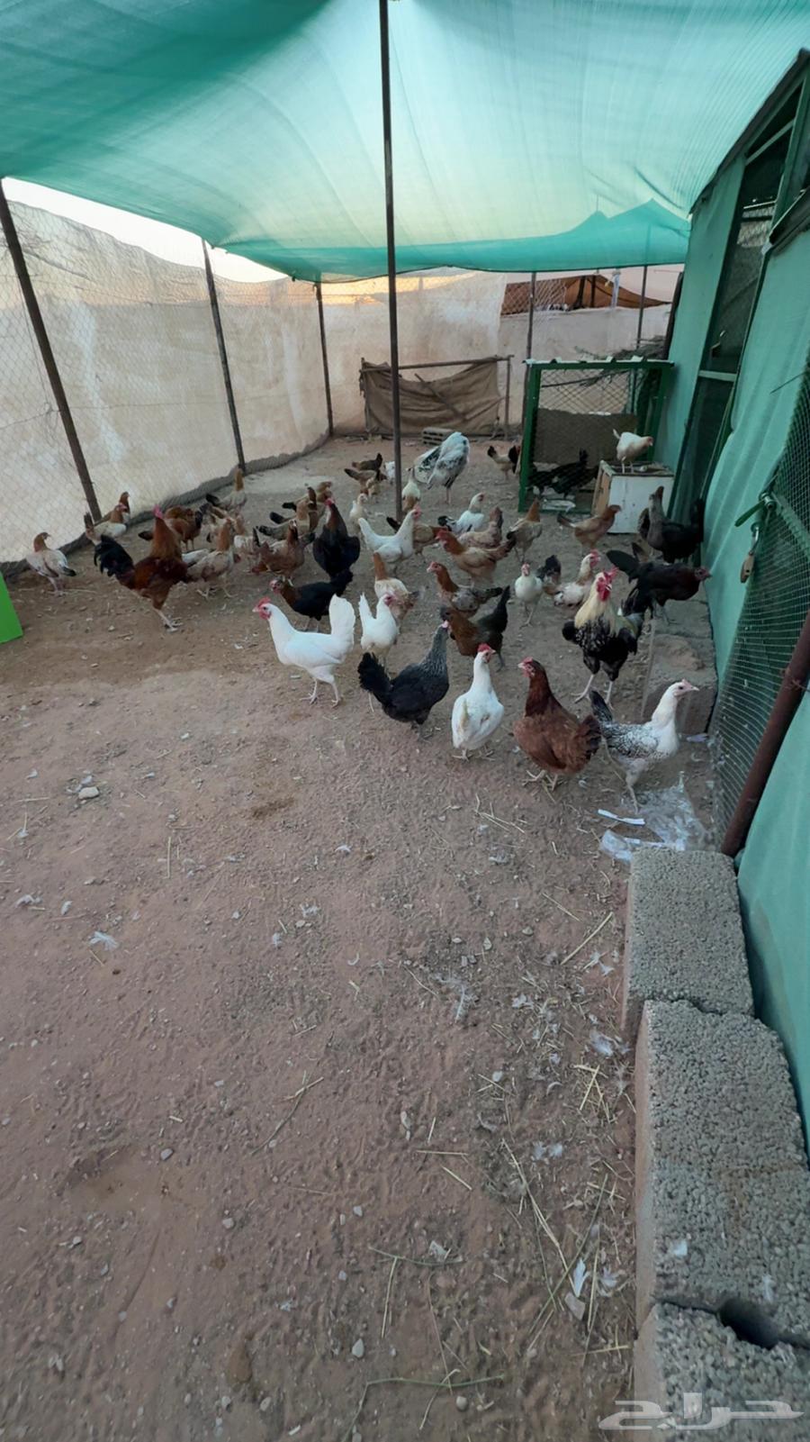 للبيع دجاج بلدي جروم كبار64470718042755111