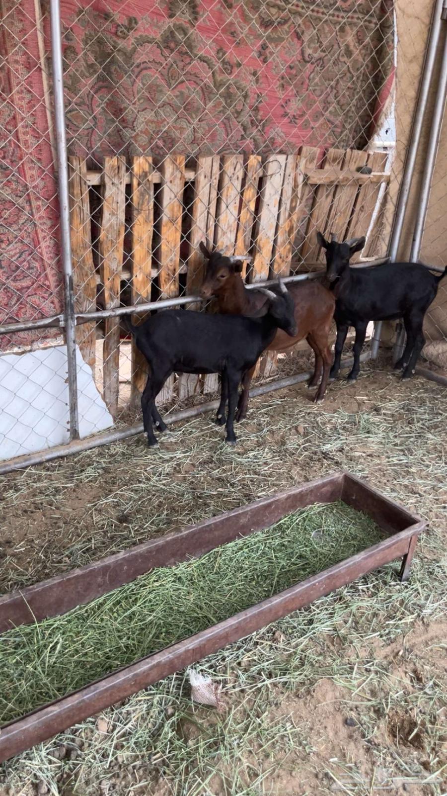 تيوس فحول مورسيانو للبيع64465702897923111