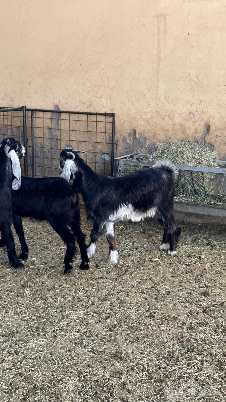 Tious Mkhasi64465814940418110