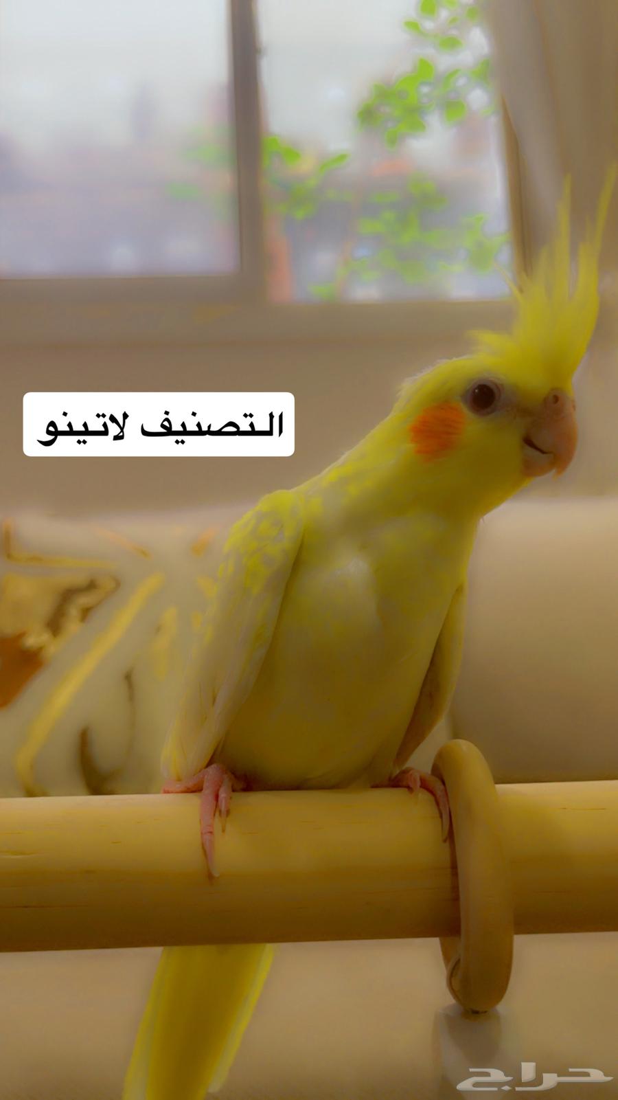 كروان لاتينو مناسب للأطفال صحة وولافة تم البيع64468189987202113